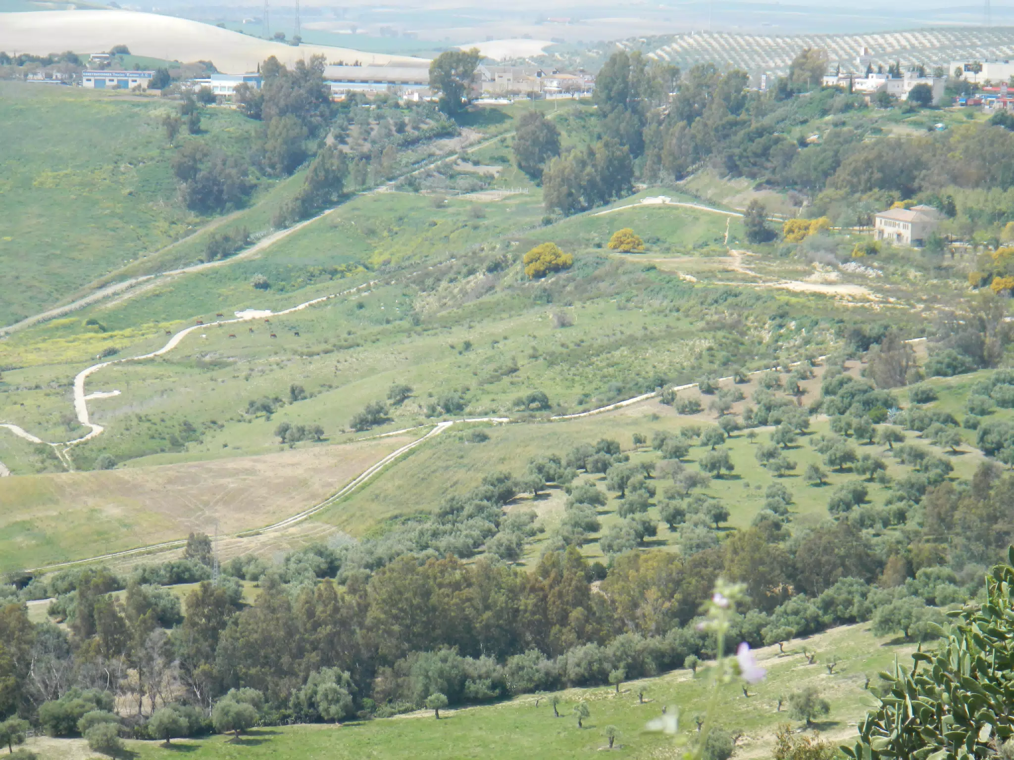 Fields to the South of Arcos de la Frontera