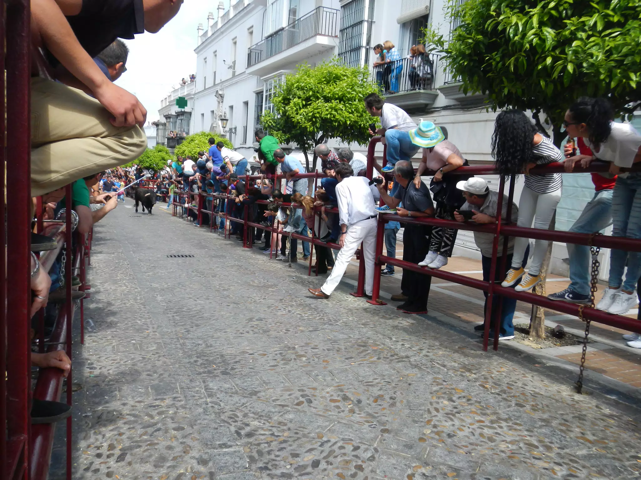 Bull Coming Down the Street