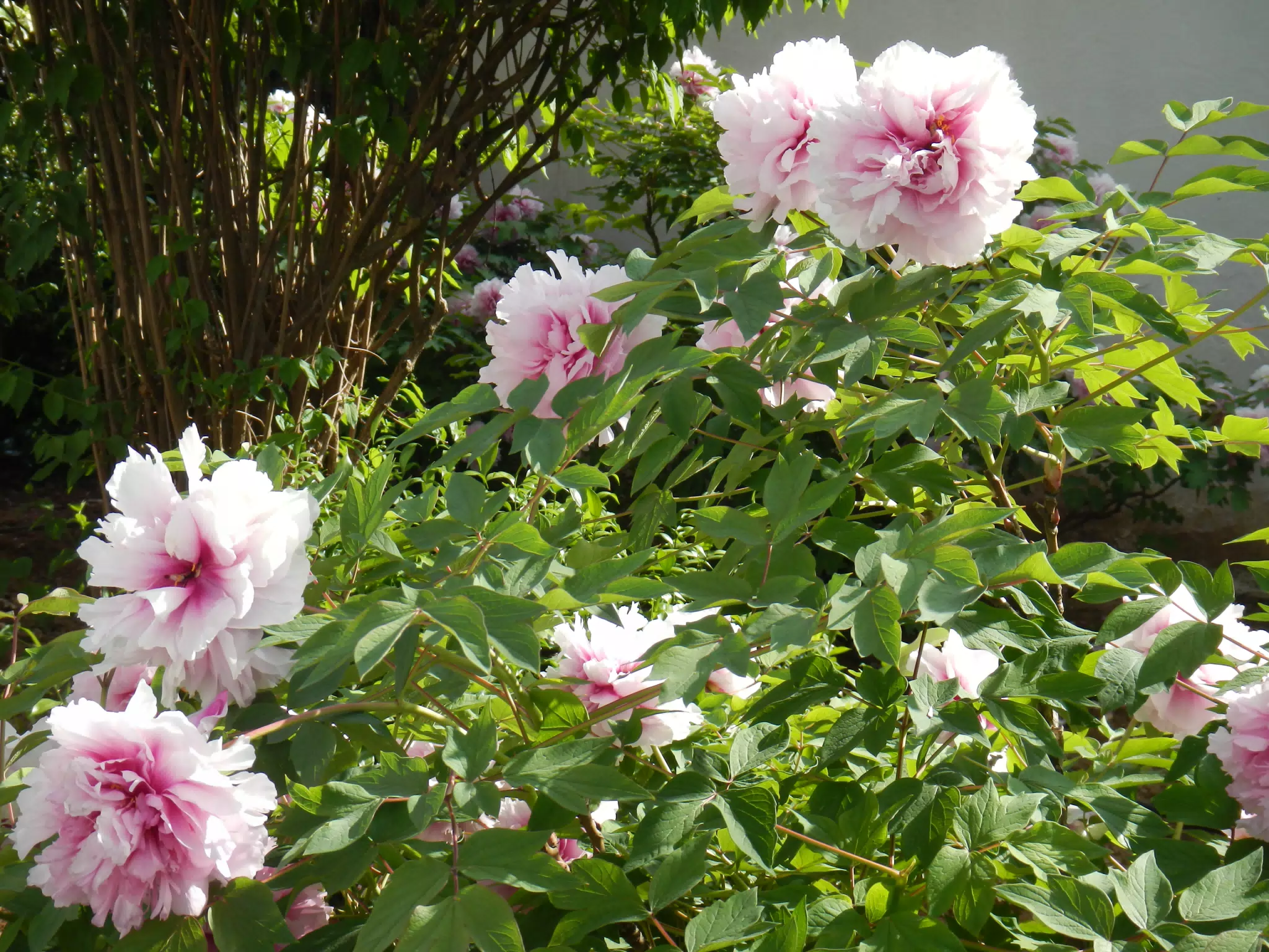 Flowers in Ronda's Garden
