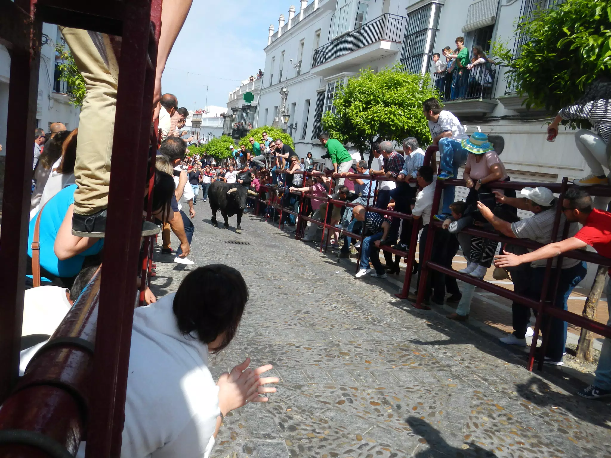 Bull in the Street of Arcos de la Frontera