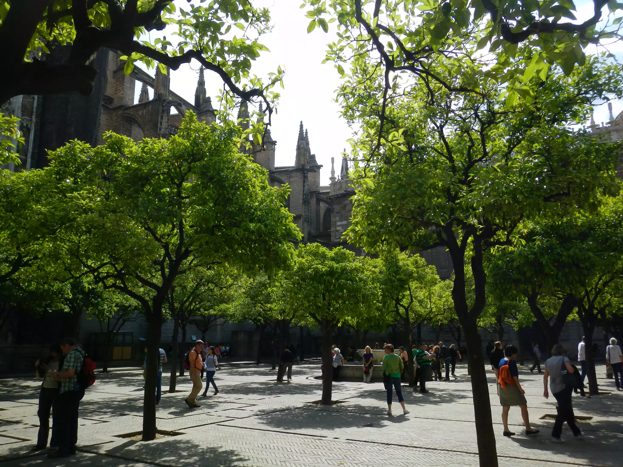 Sevilla Cathedral Orange Grove