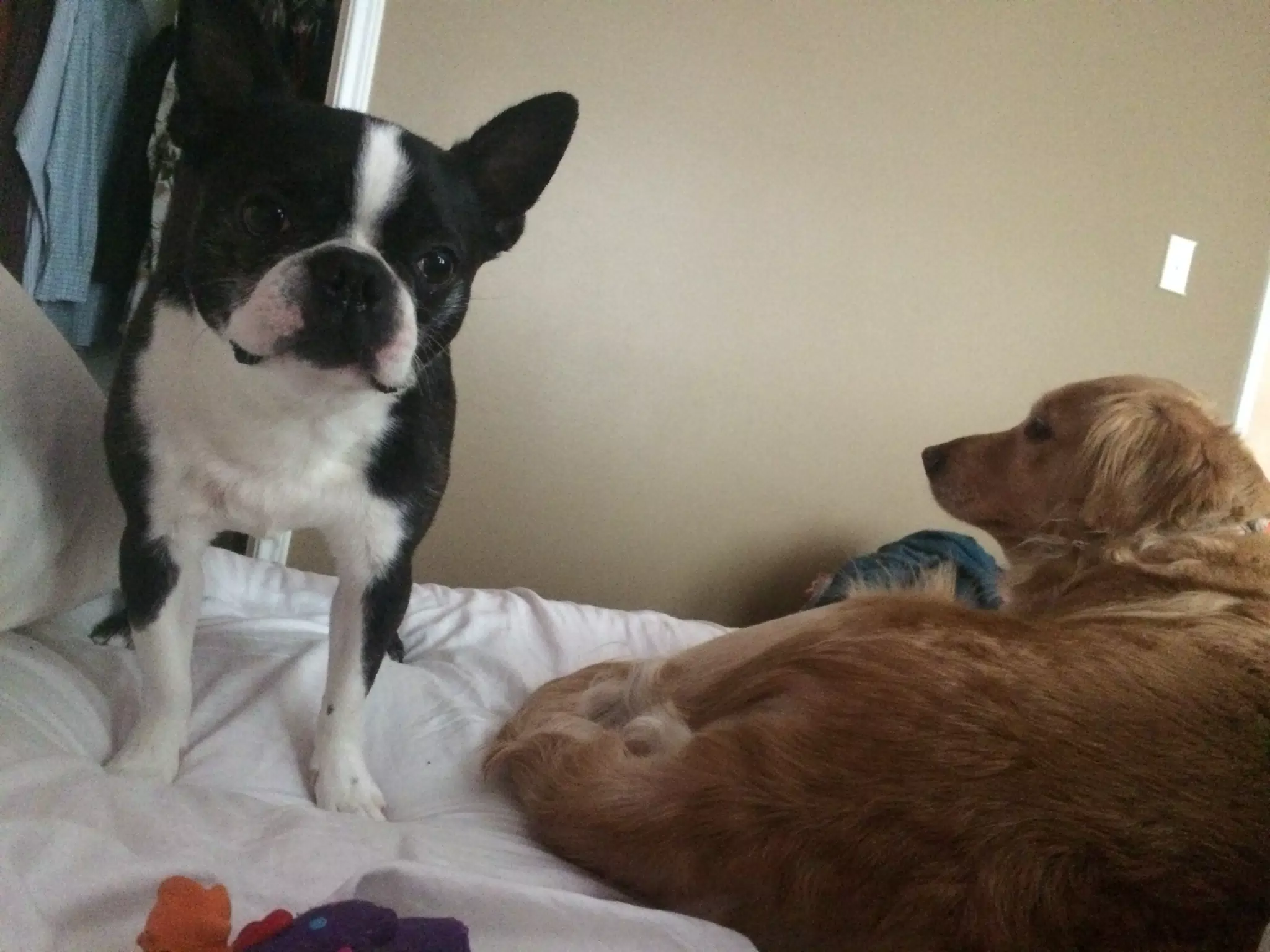 Dogs in Bed