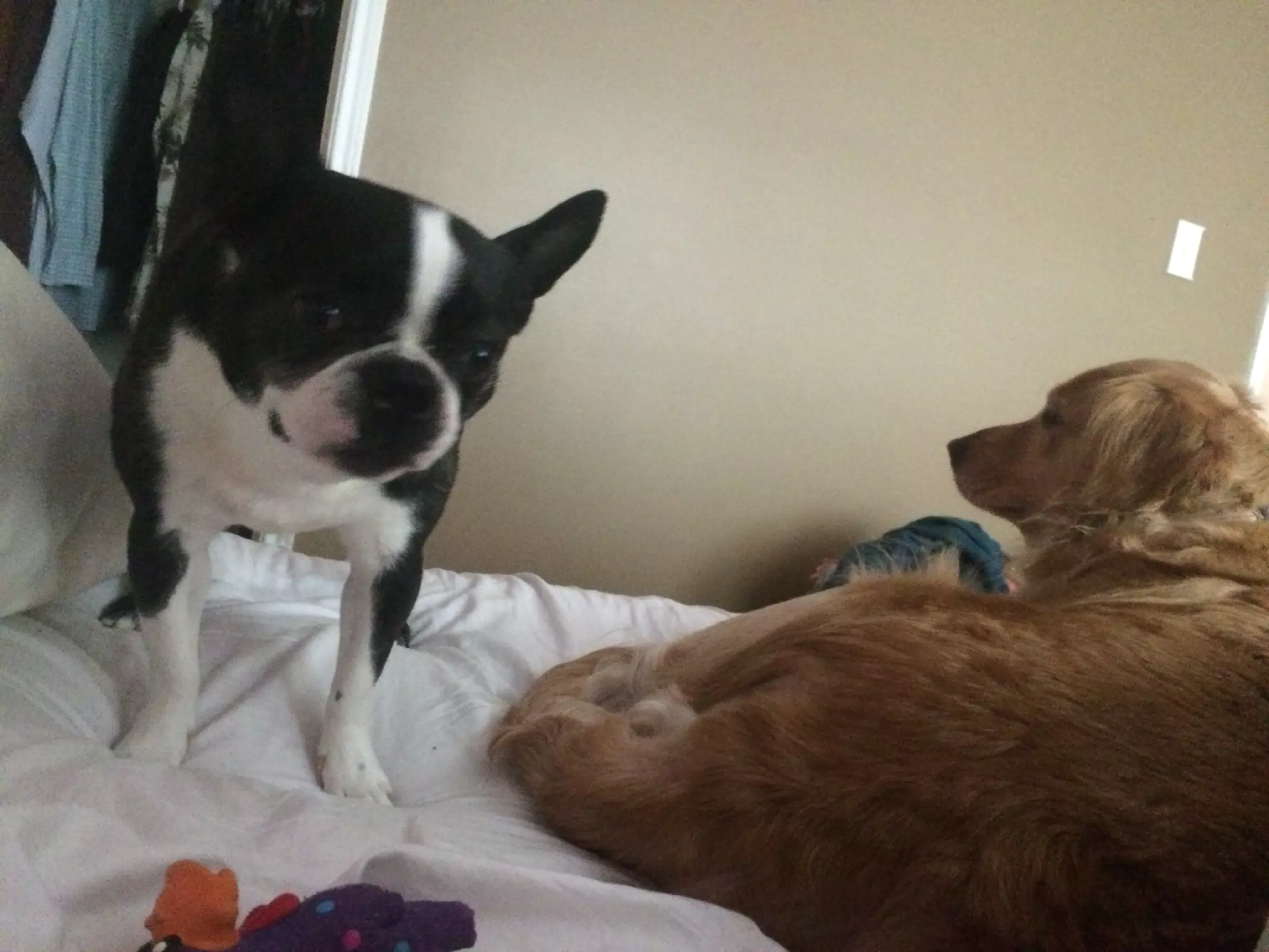 Dogs in Bed