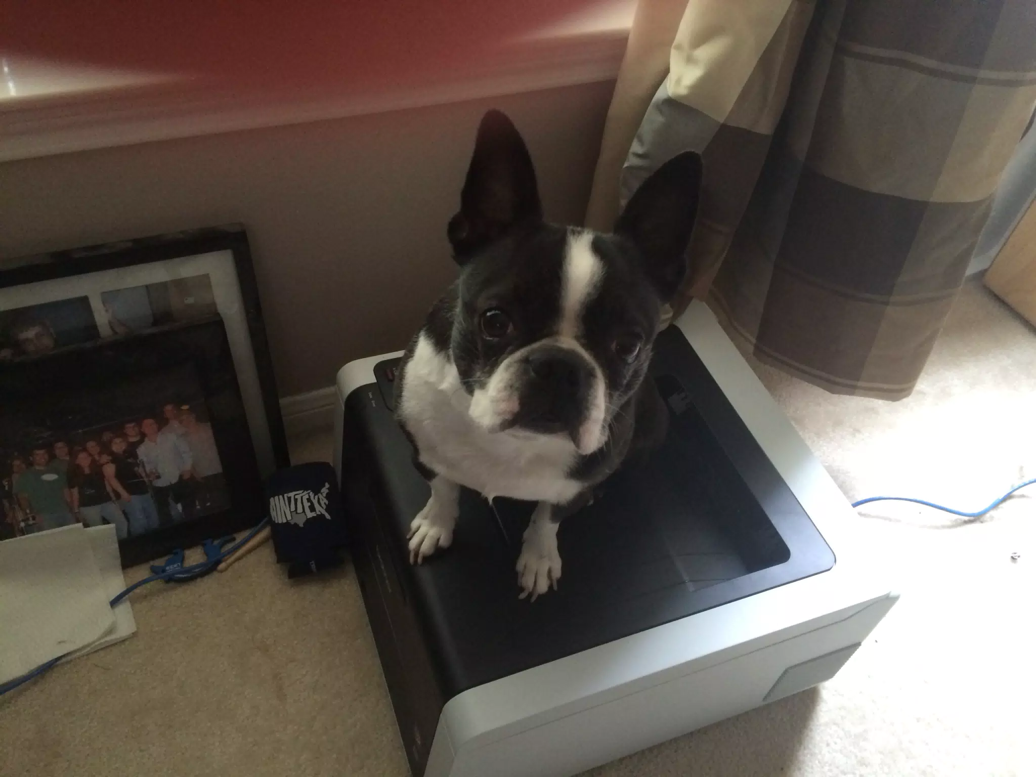 Aurora sitting on the printer