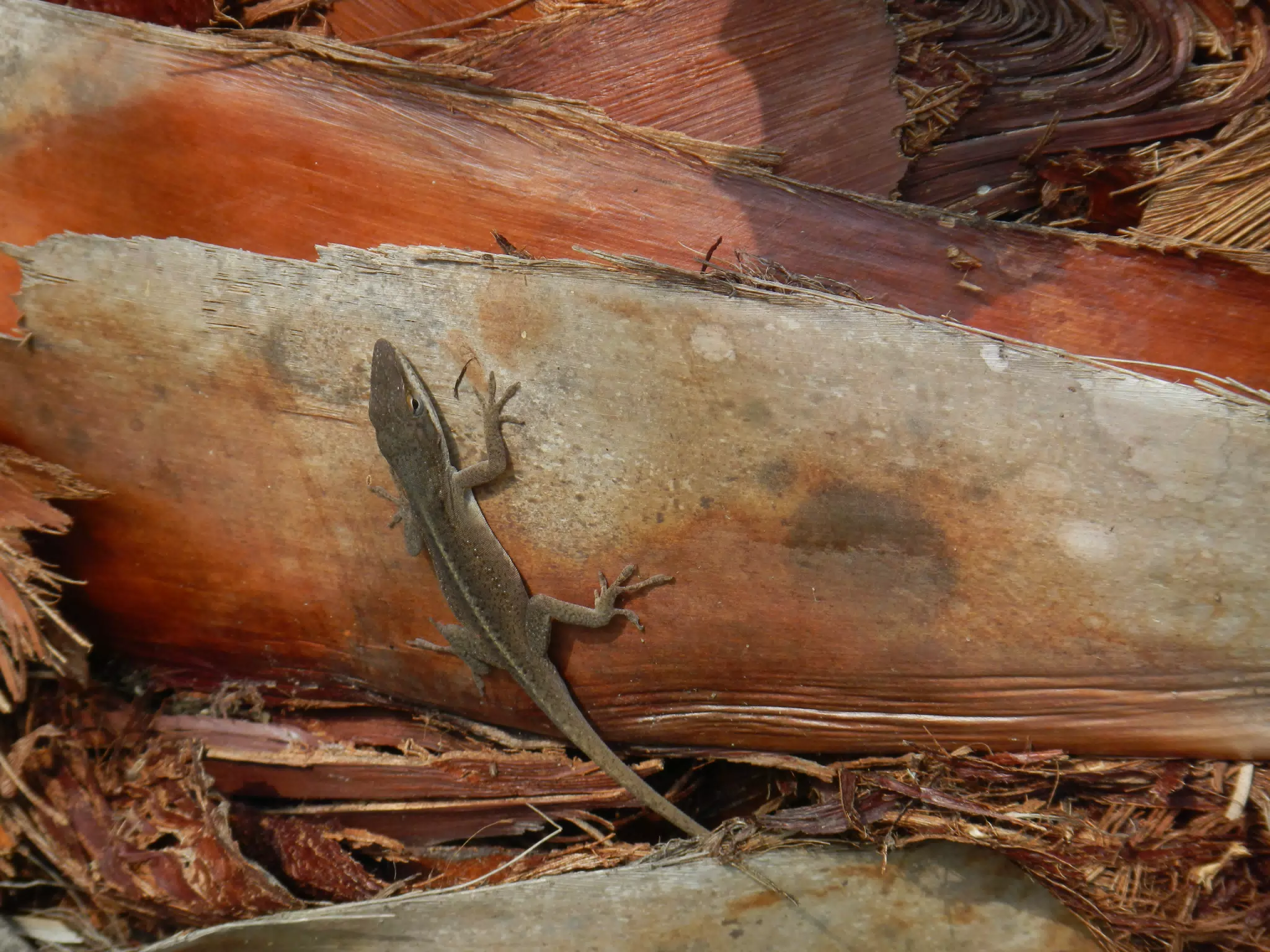 Carolina Anole in Houston