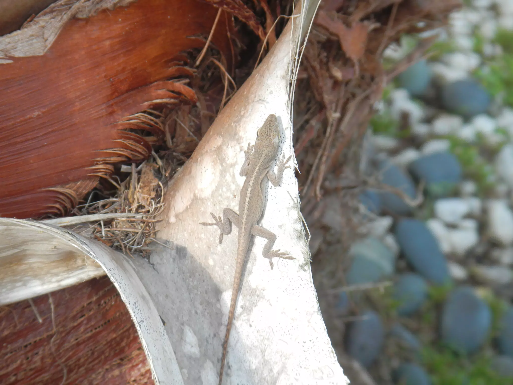 Carolina Anole on Palm Tree in Houston