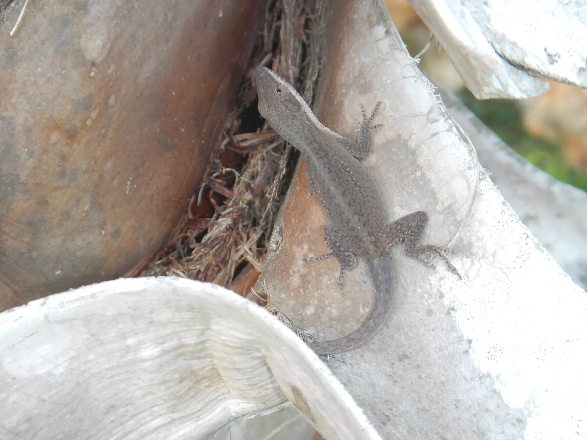 Carolina Anole in Houston
