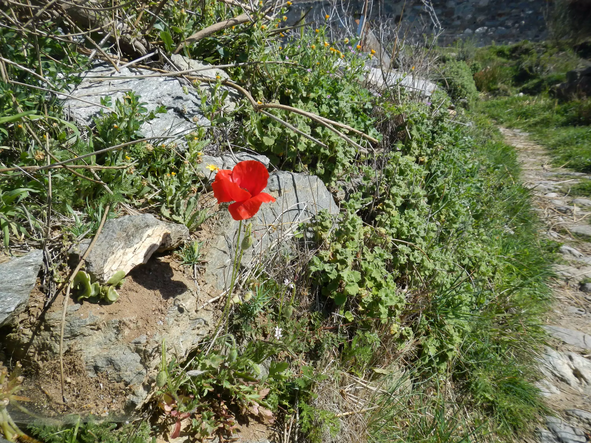 Poppy in Stone Wall