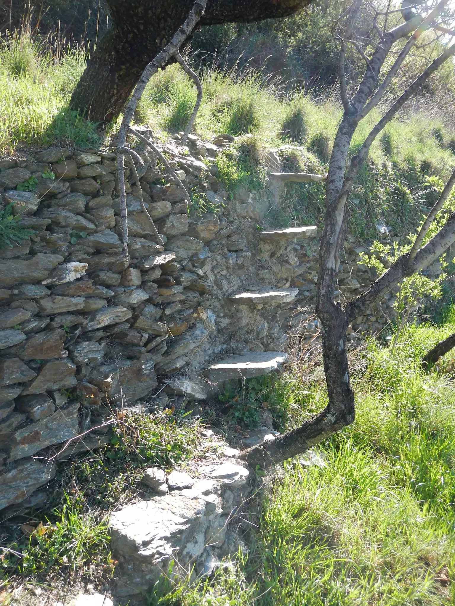 Hidden Stone Steps in a Field