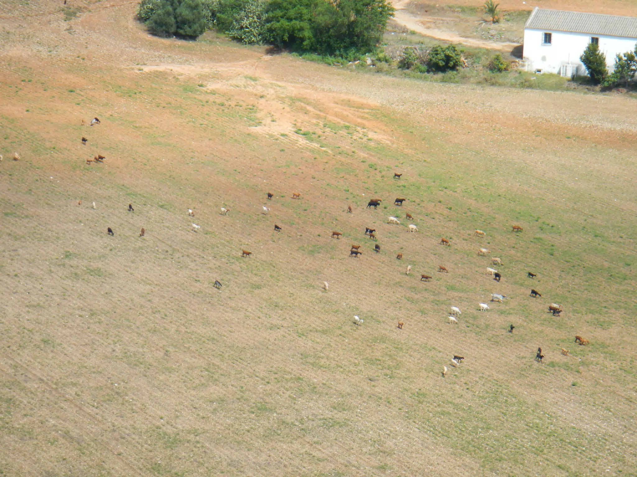 Goats in Field North of Arcos de la Frontera