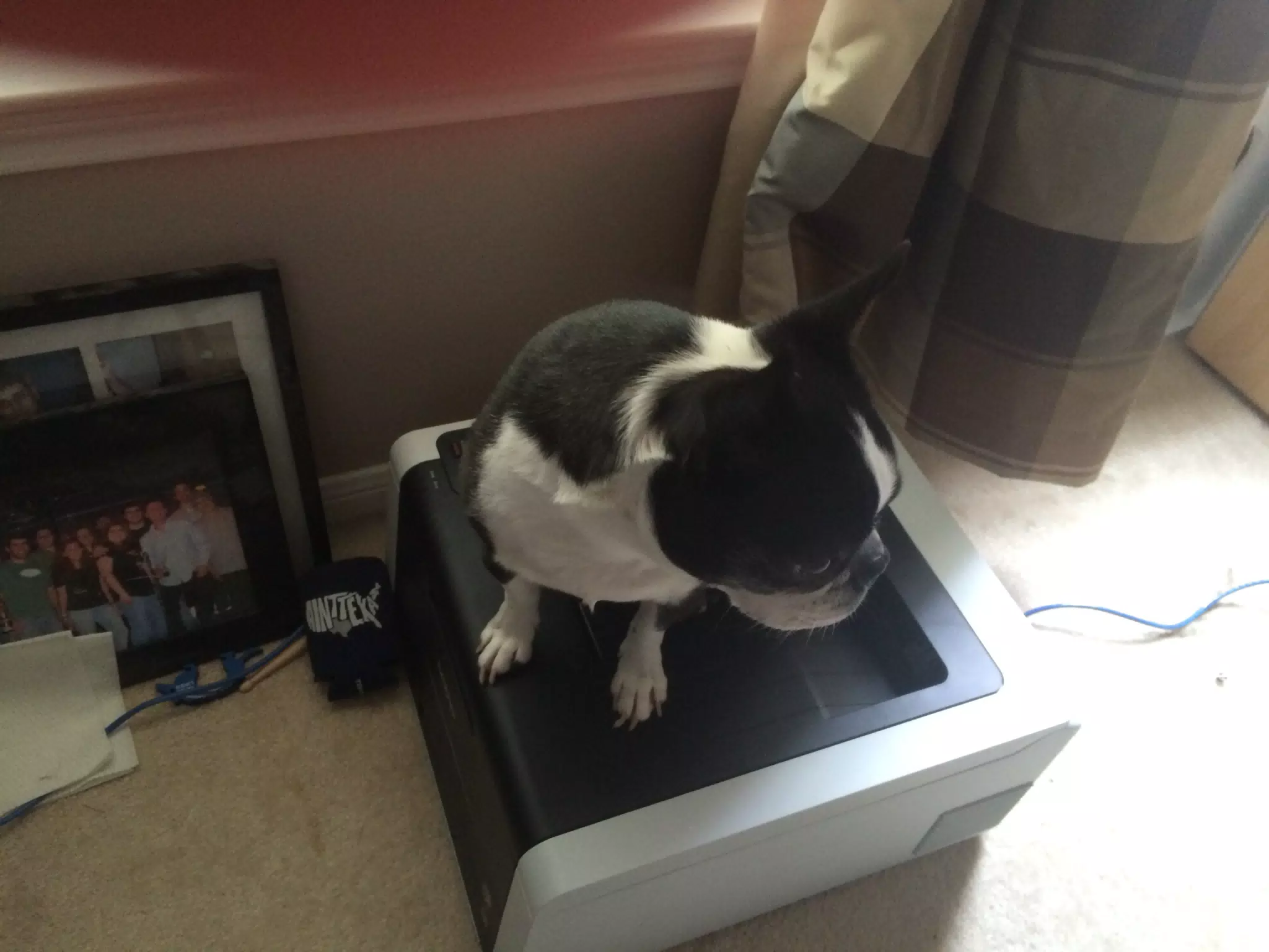 Aurora sitting on the printer