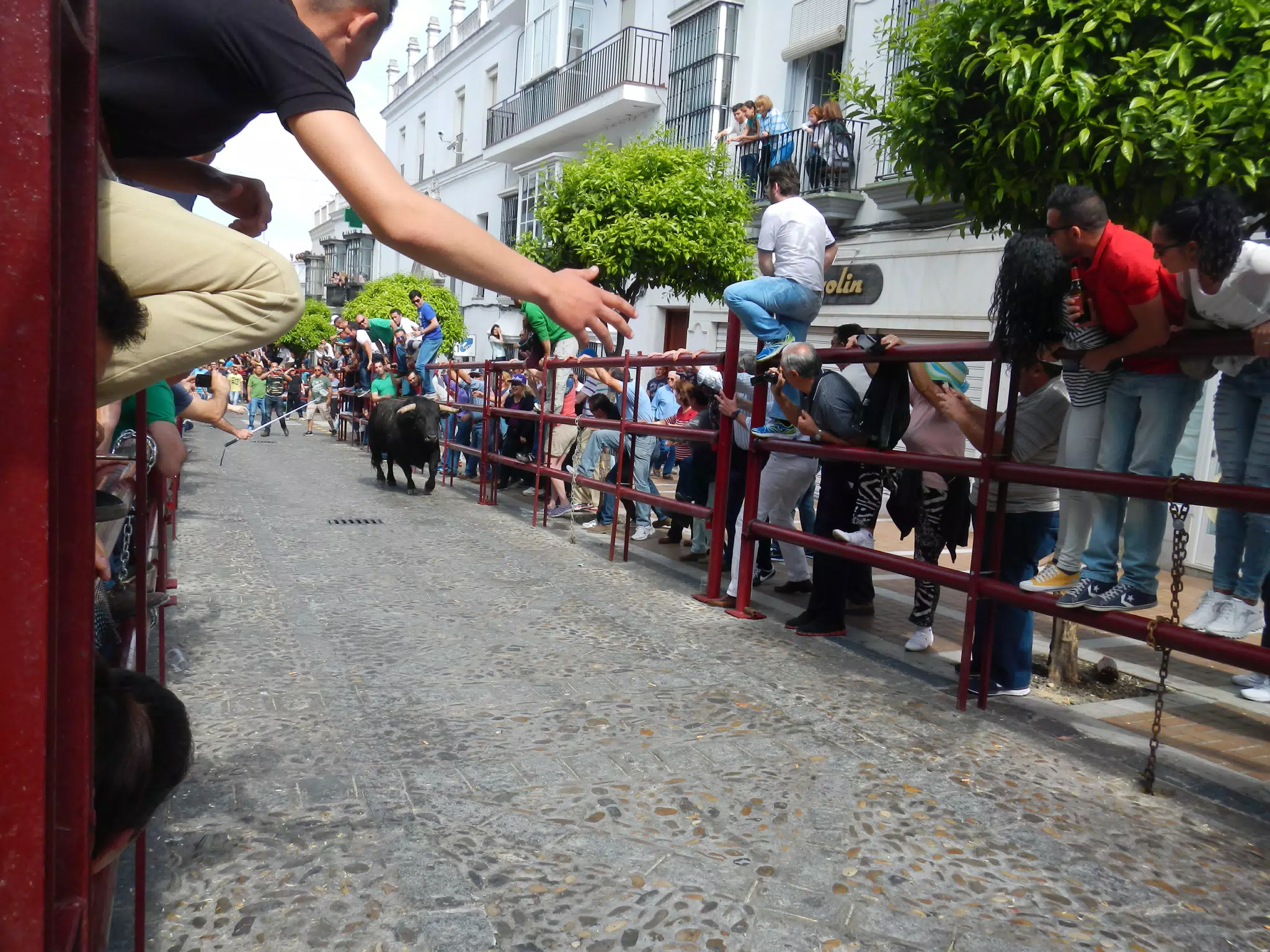 Bull on the Street