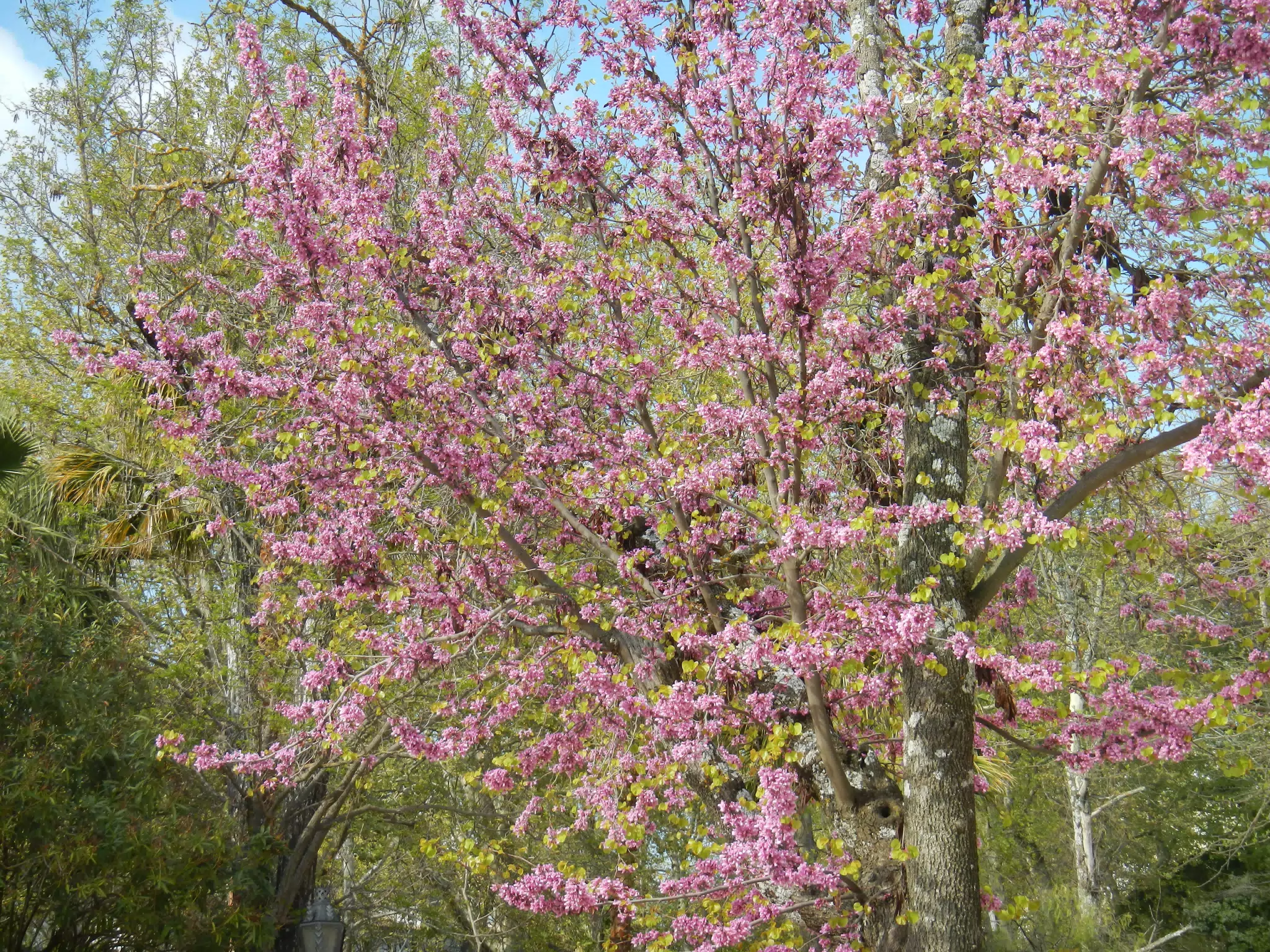 Lilac Tree in Ronda