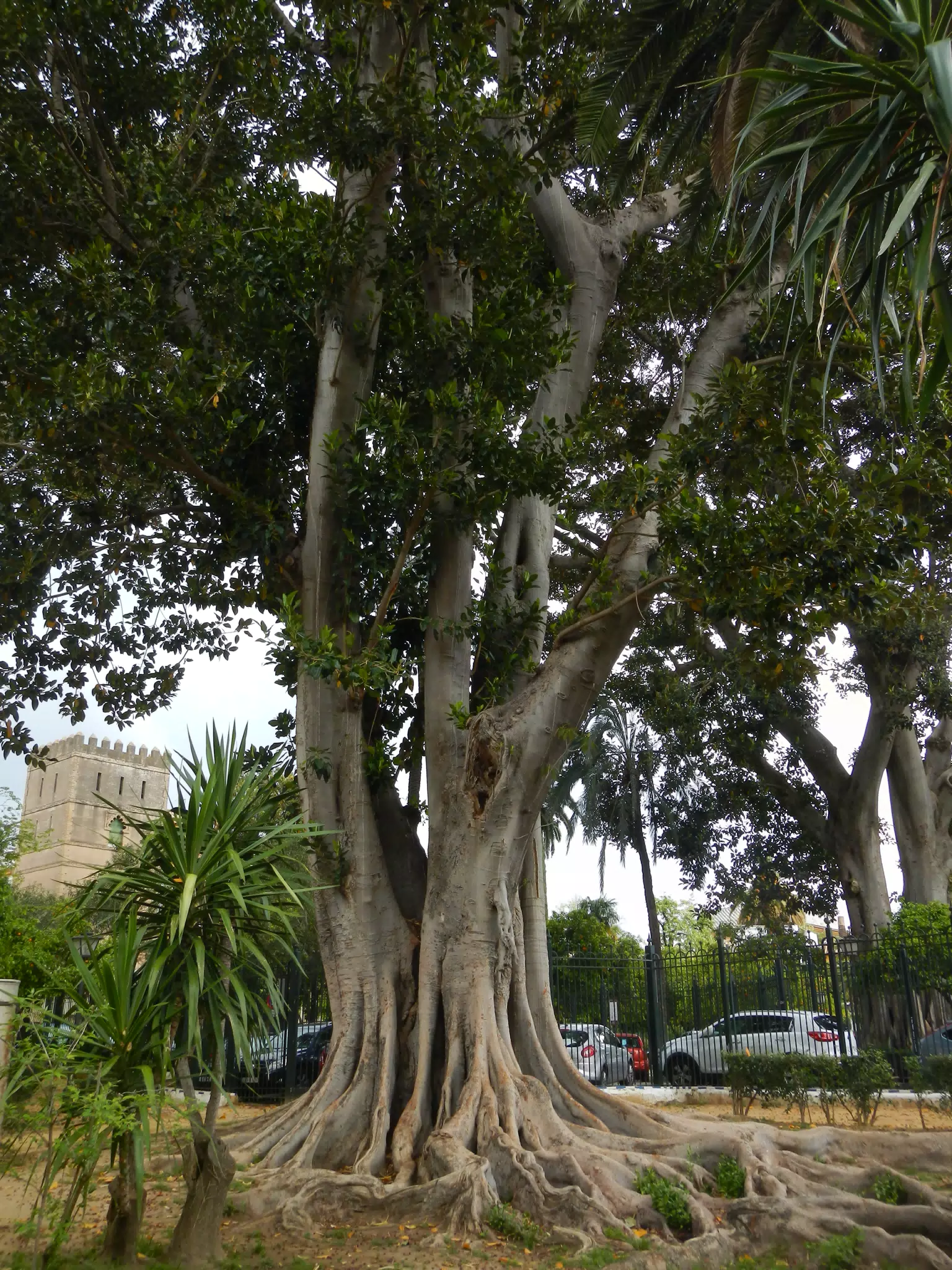 Enormous Trees in the Alcazar Gardens in Sevilla