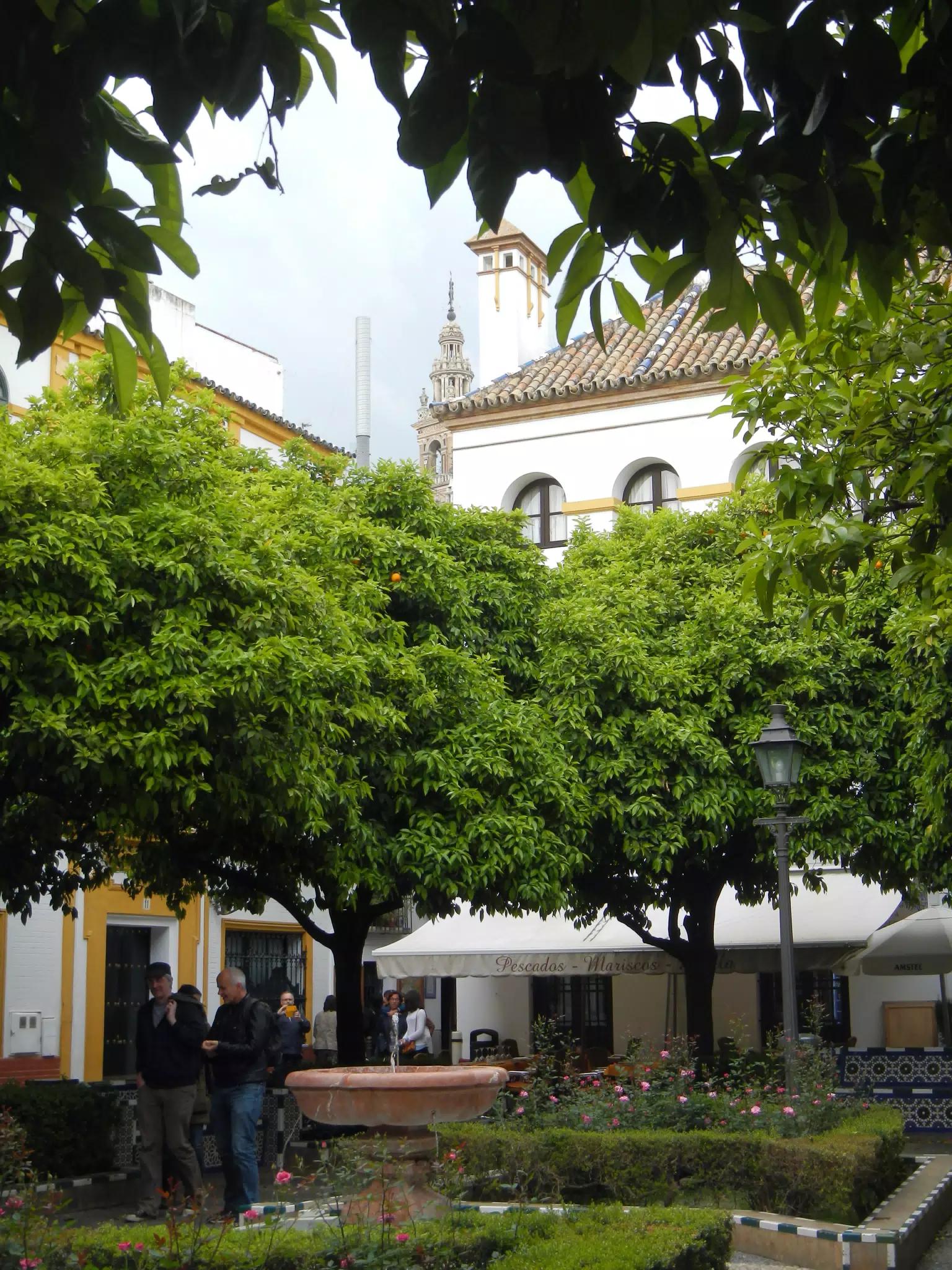 Fountain and Orange Trees in Seville