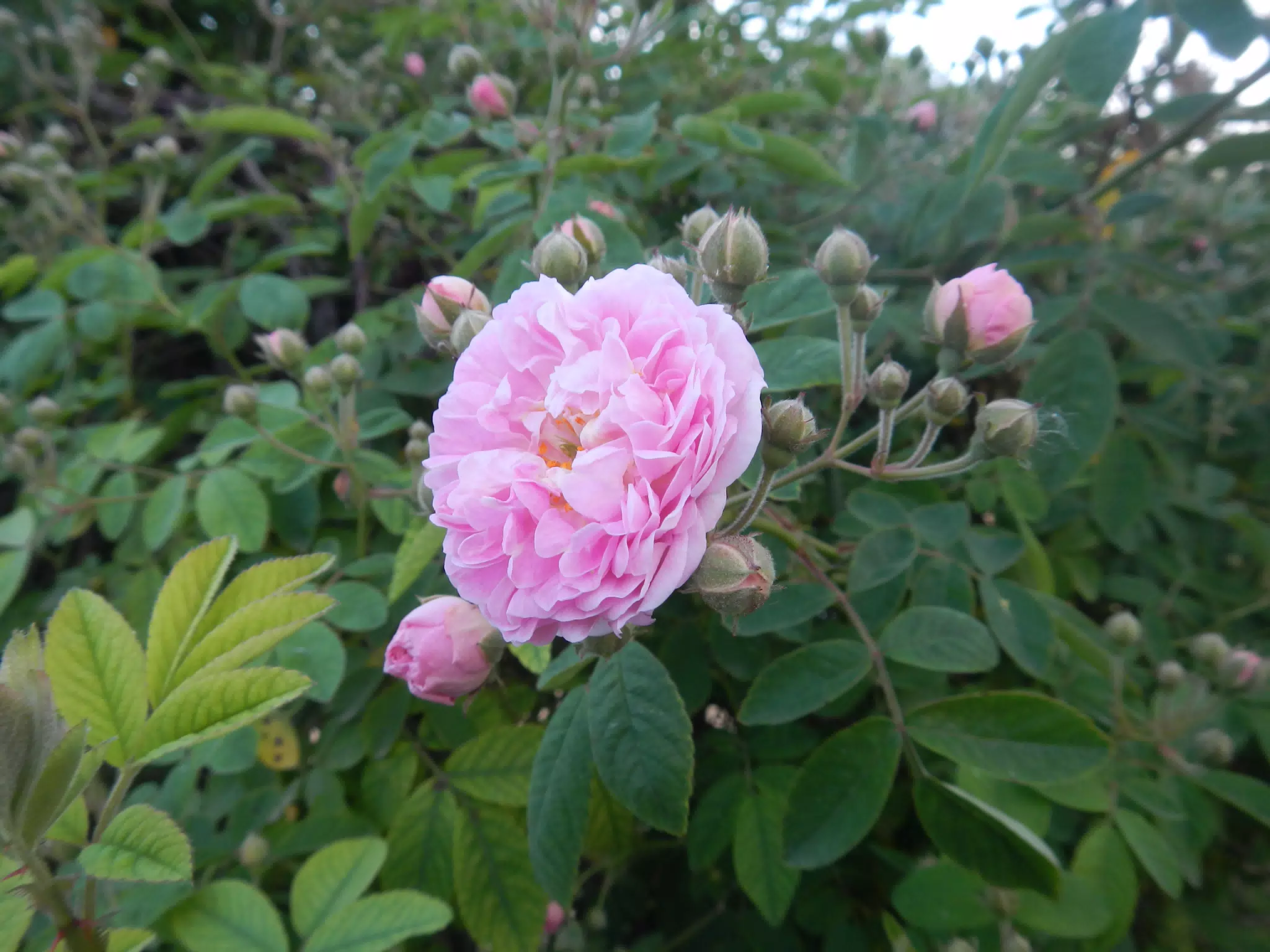 Flower in the Alcazar Gardens