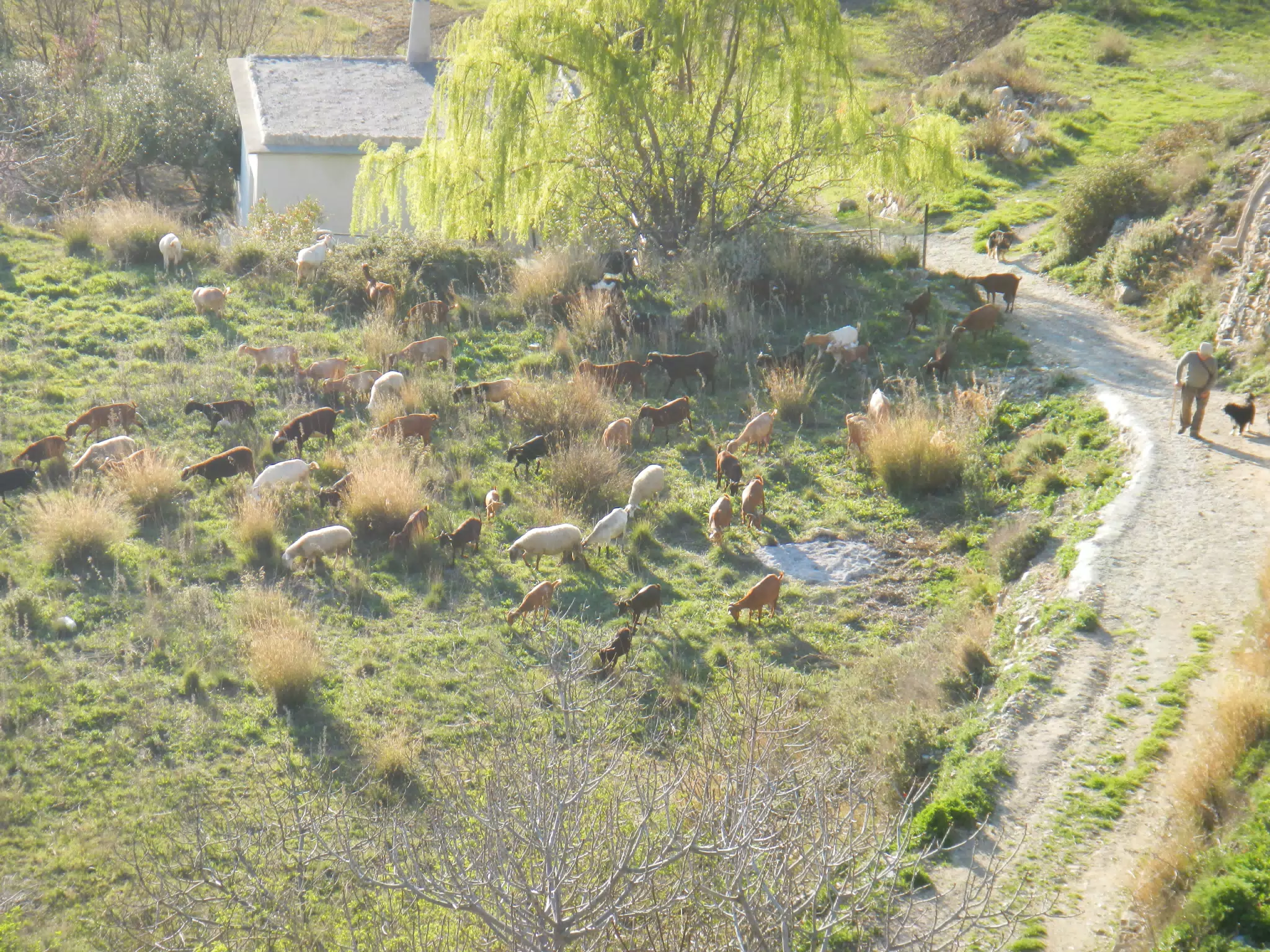 Goats in Cáñar
