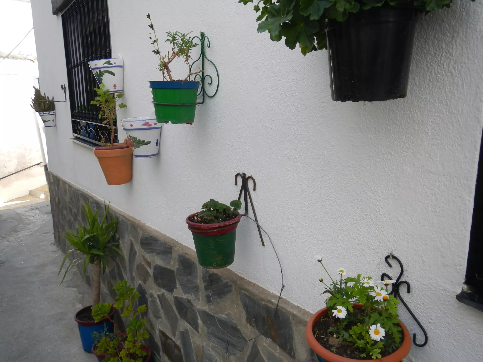 Potted Plants in Cáñar