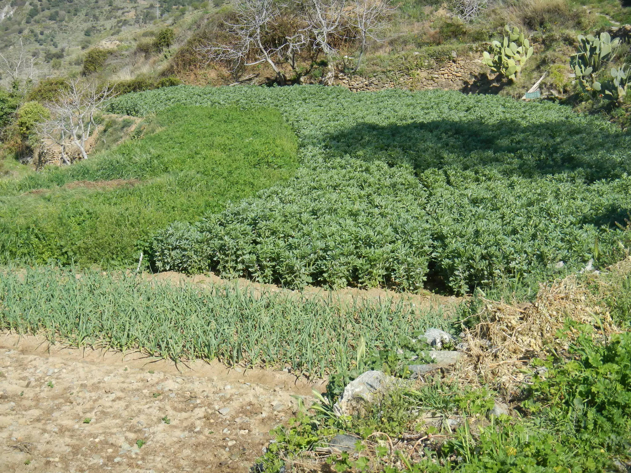 Garden High Above Cáñar