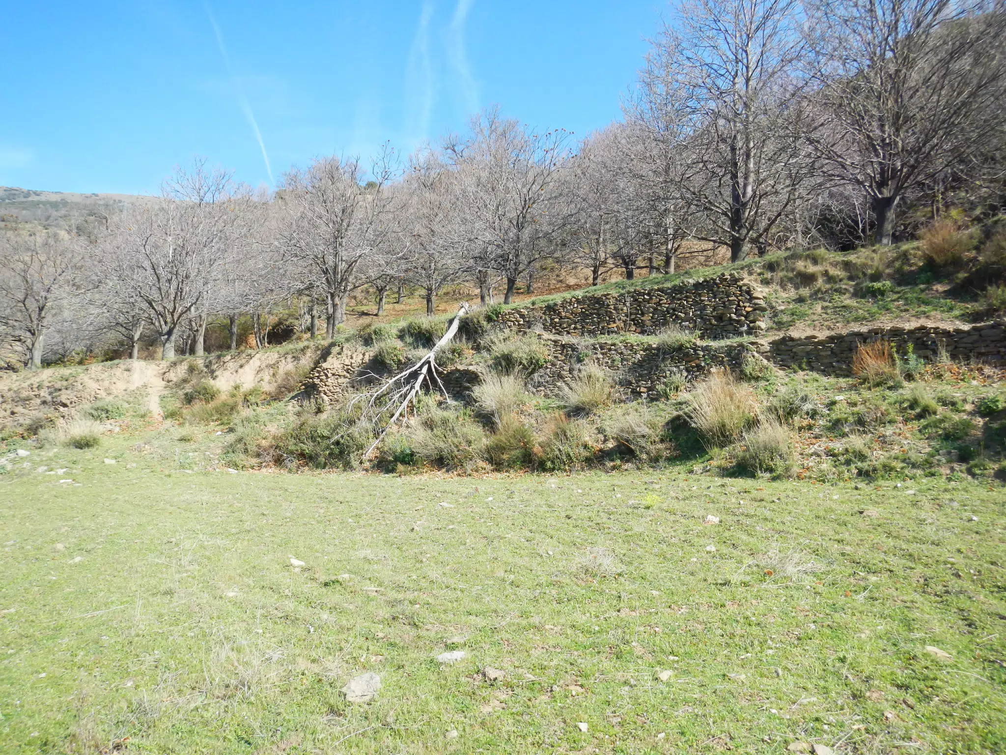 Mountain Orchard