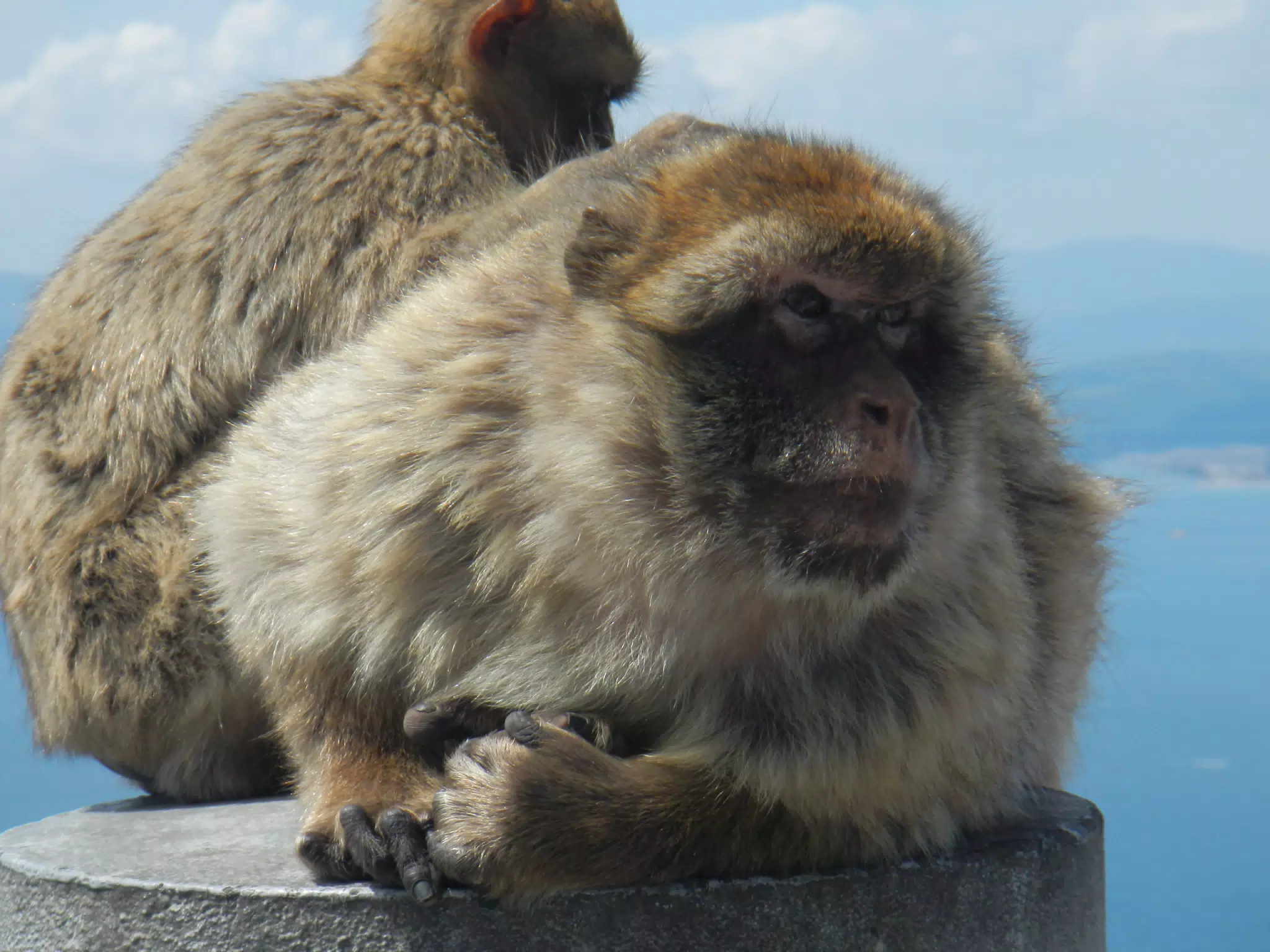 Closeup of Ape on Gibraltar