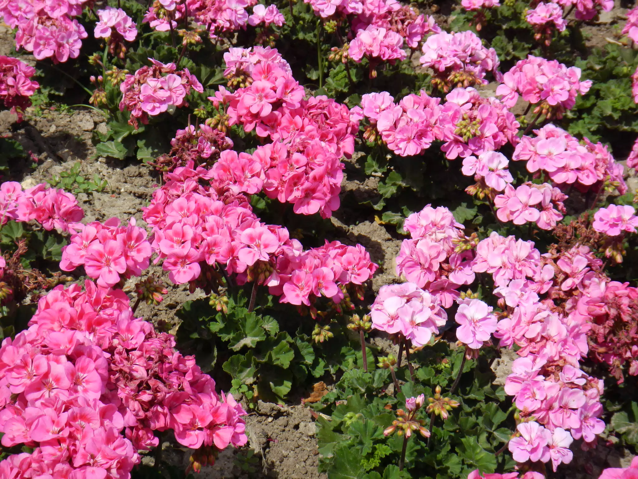 Flowers in Cádiz