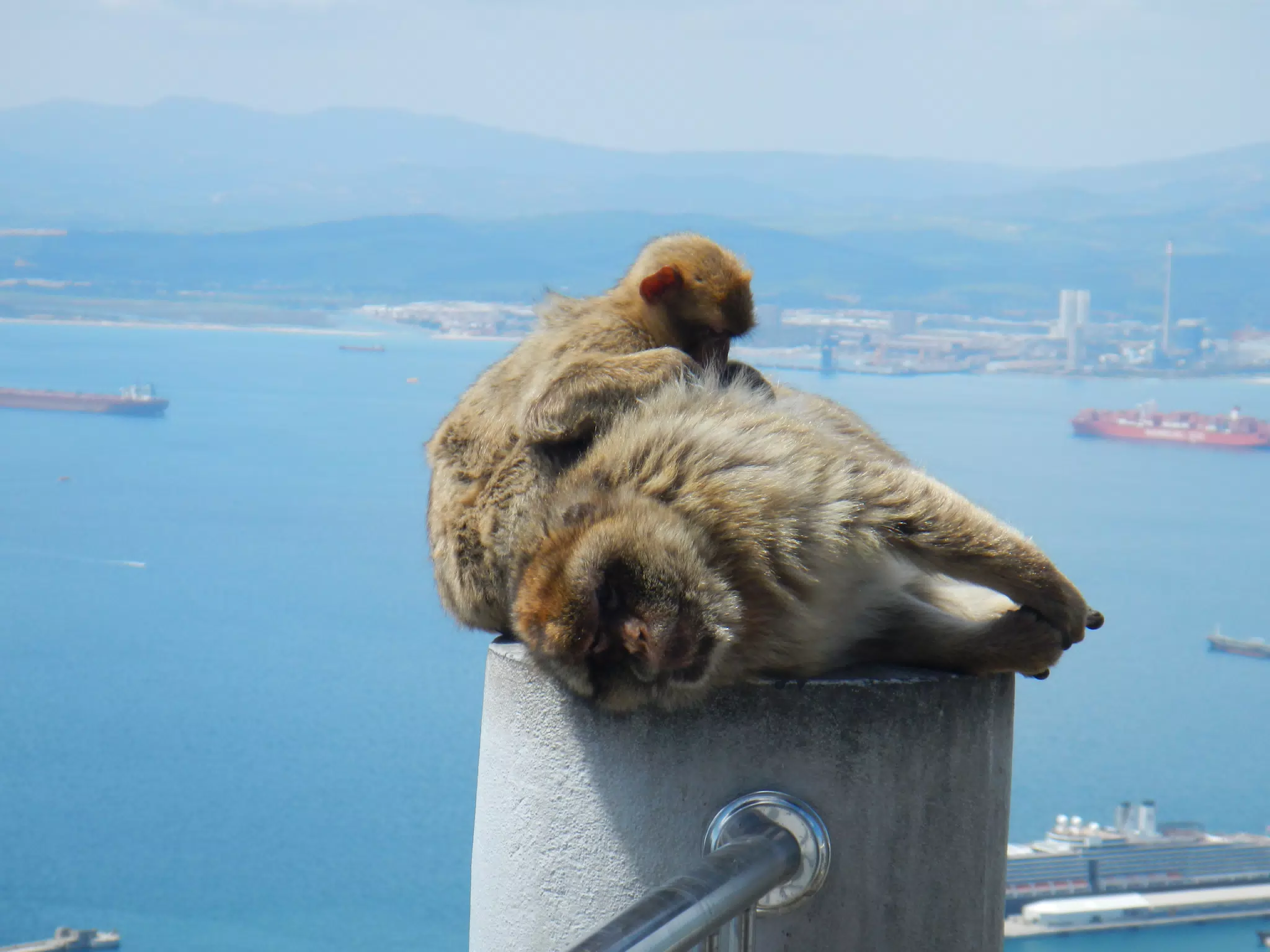 Monkeys Grooming on Gibraltar