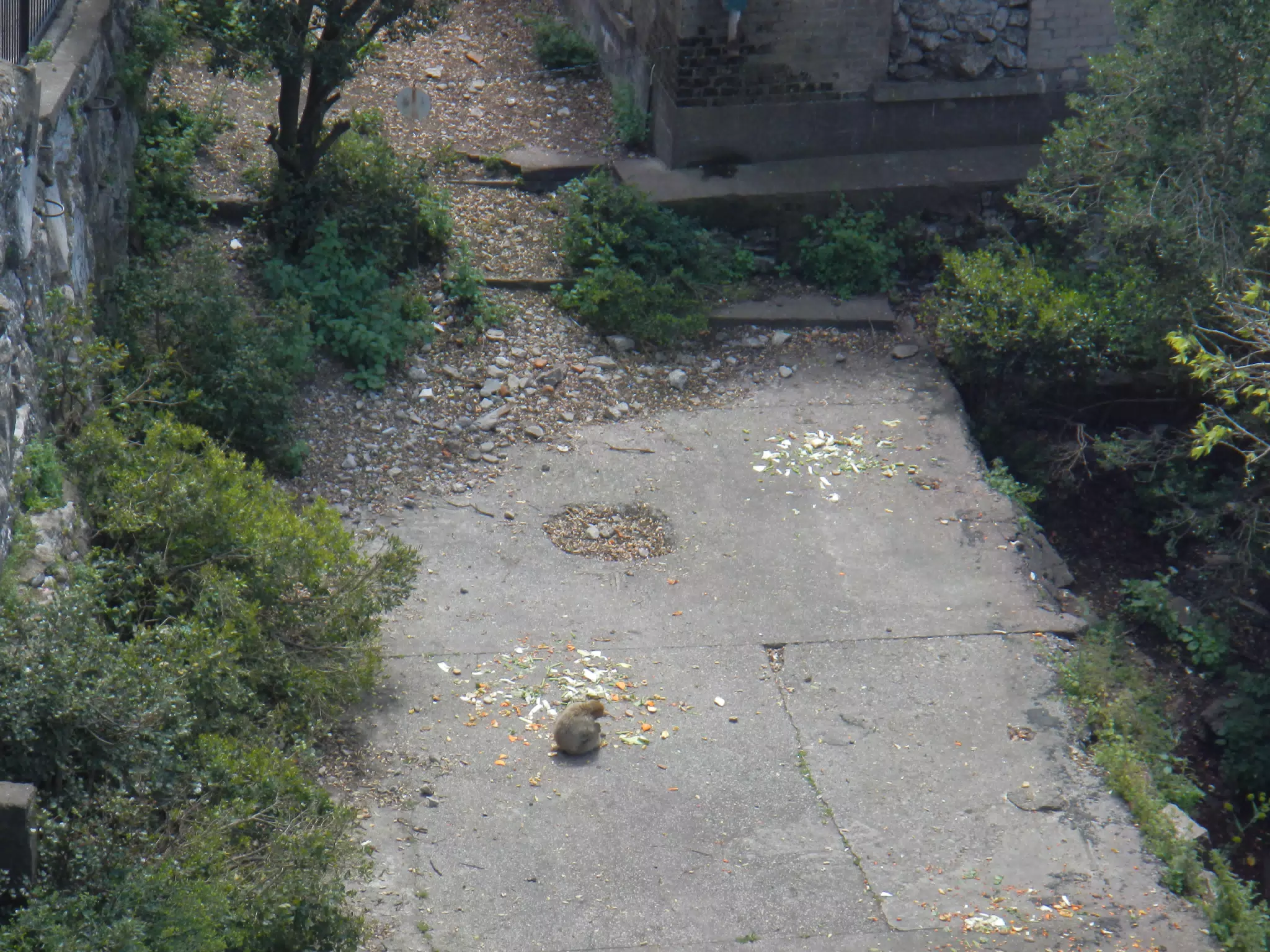 Gibraltar Ape