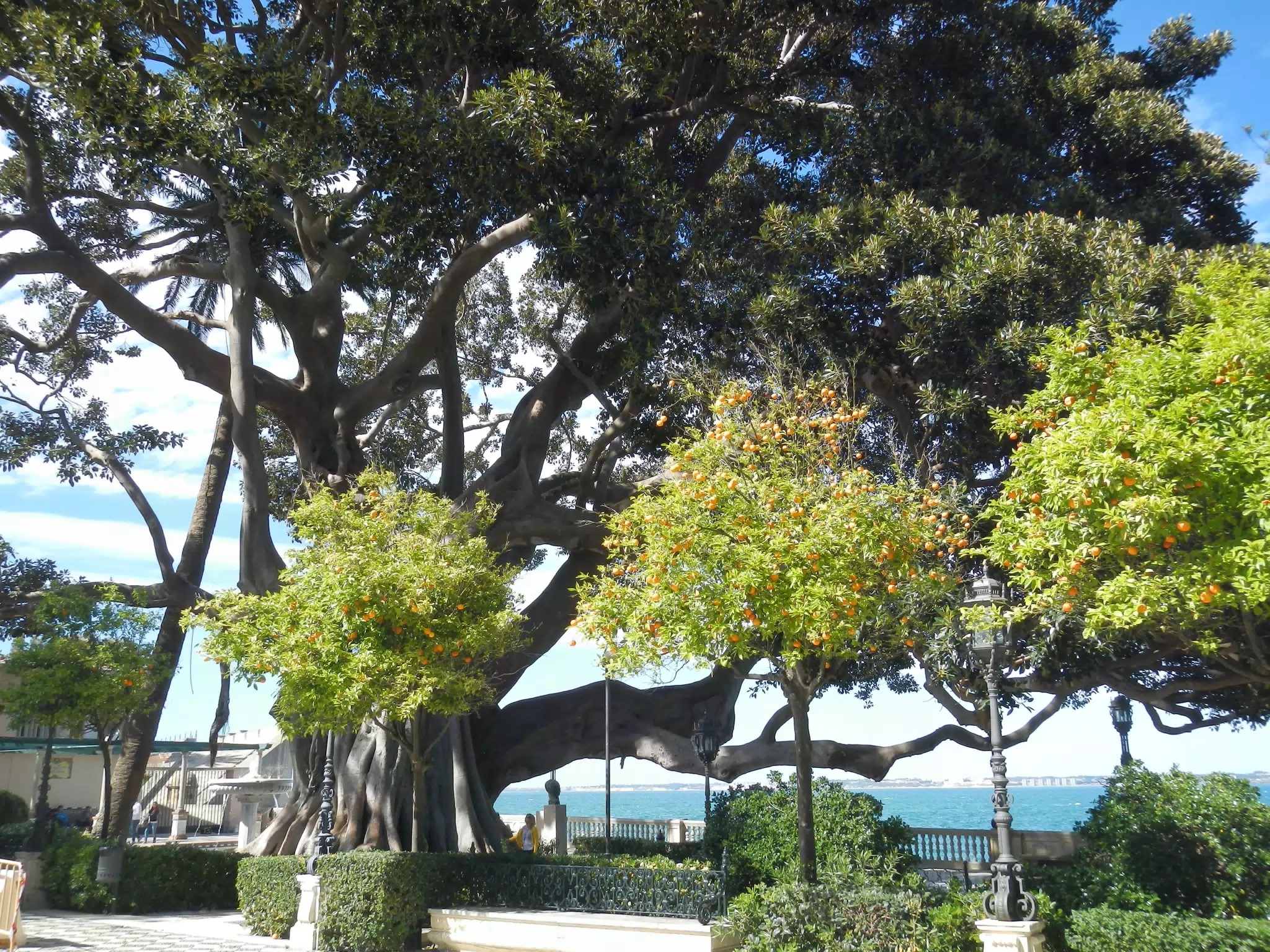 Big Tree in the Alameda