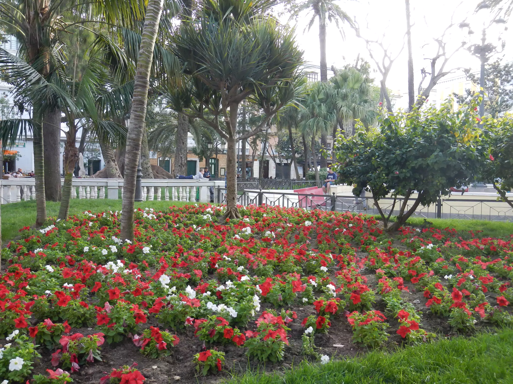 Flowers in Cádiz Plaza
