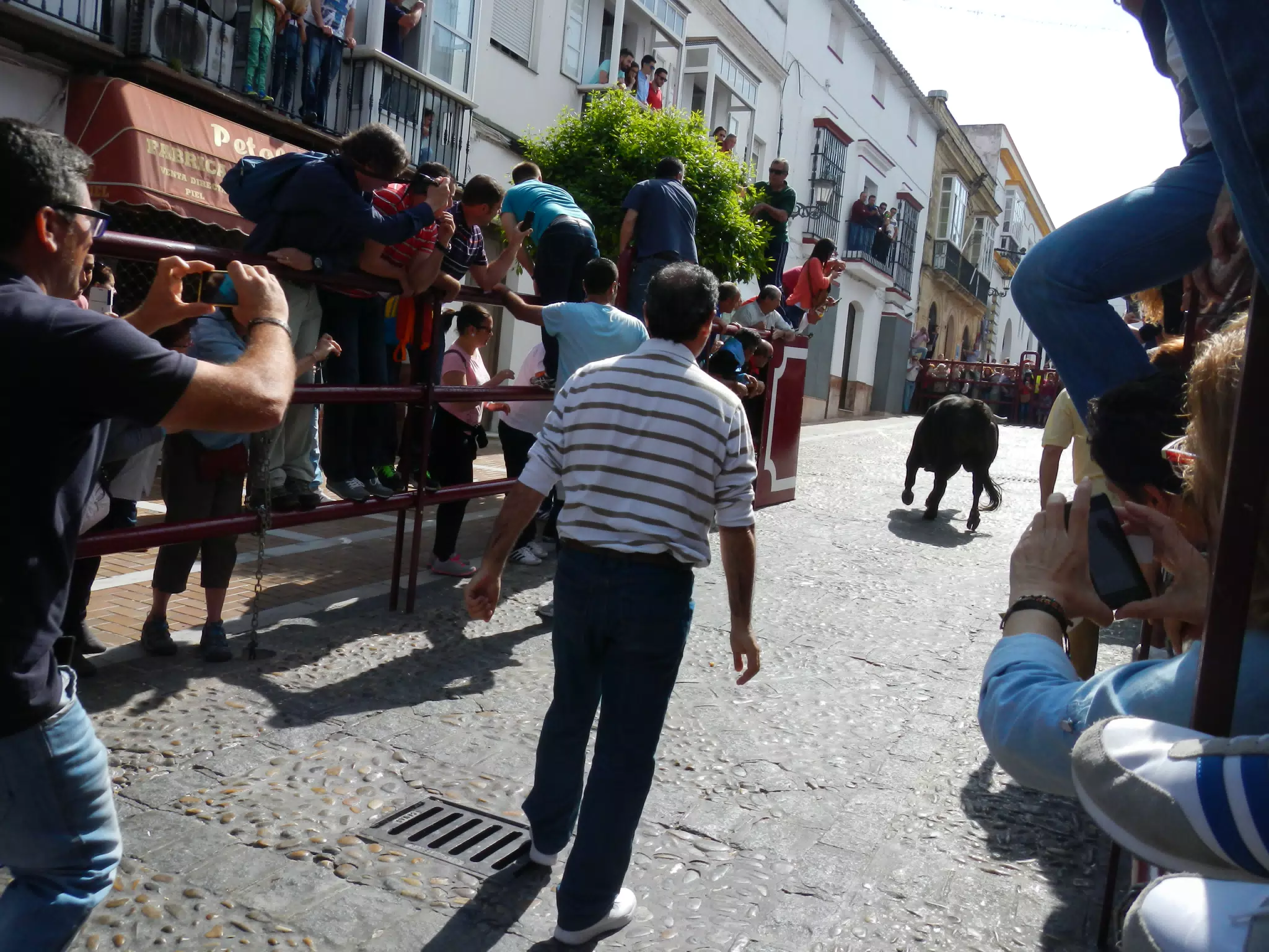 Bull Turning Around in Arcos de la Frontera