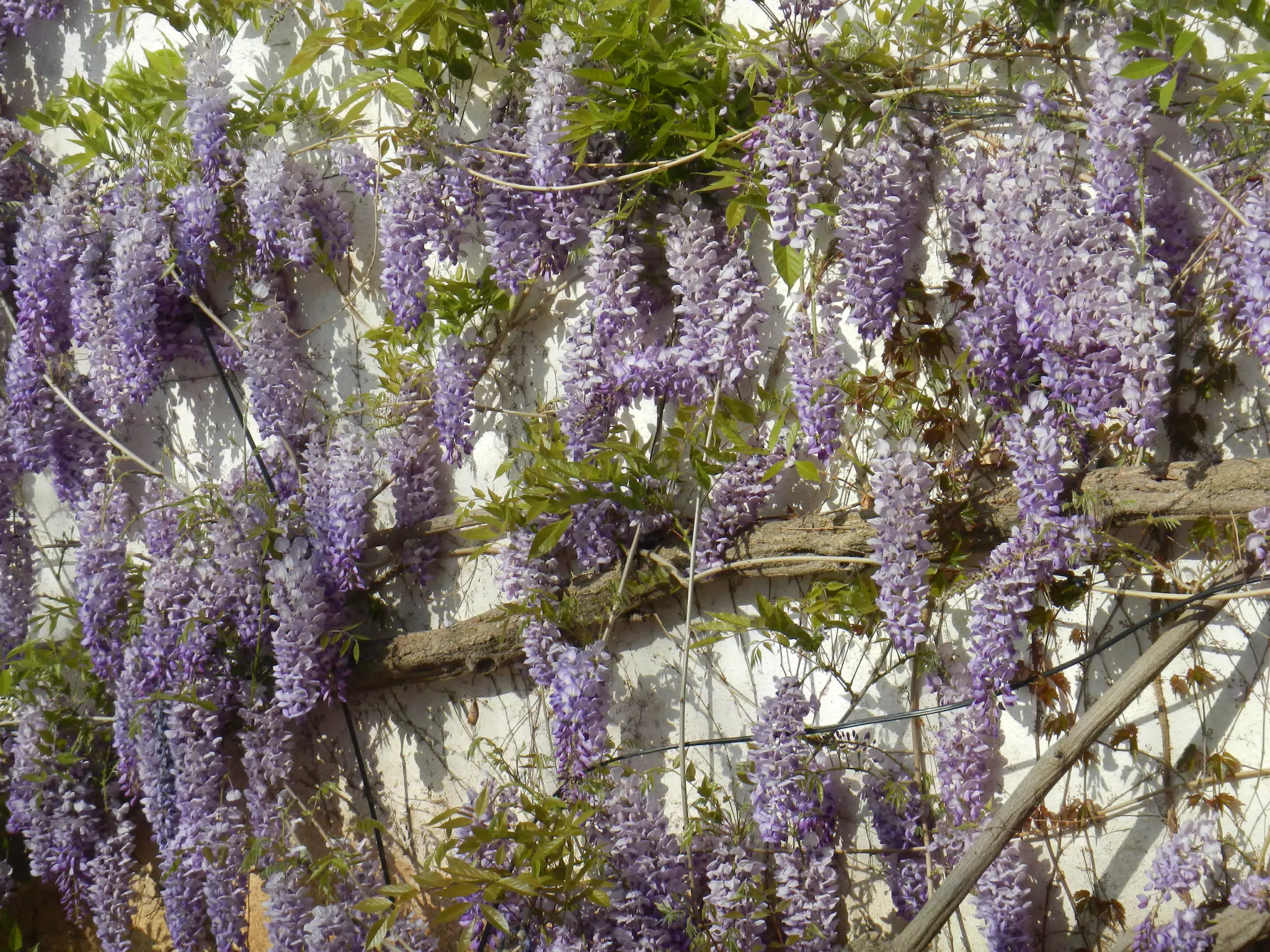 Lilacs in Ronda