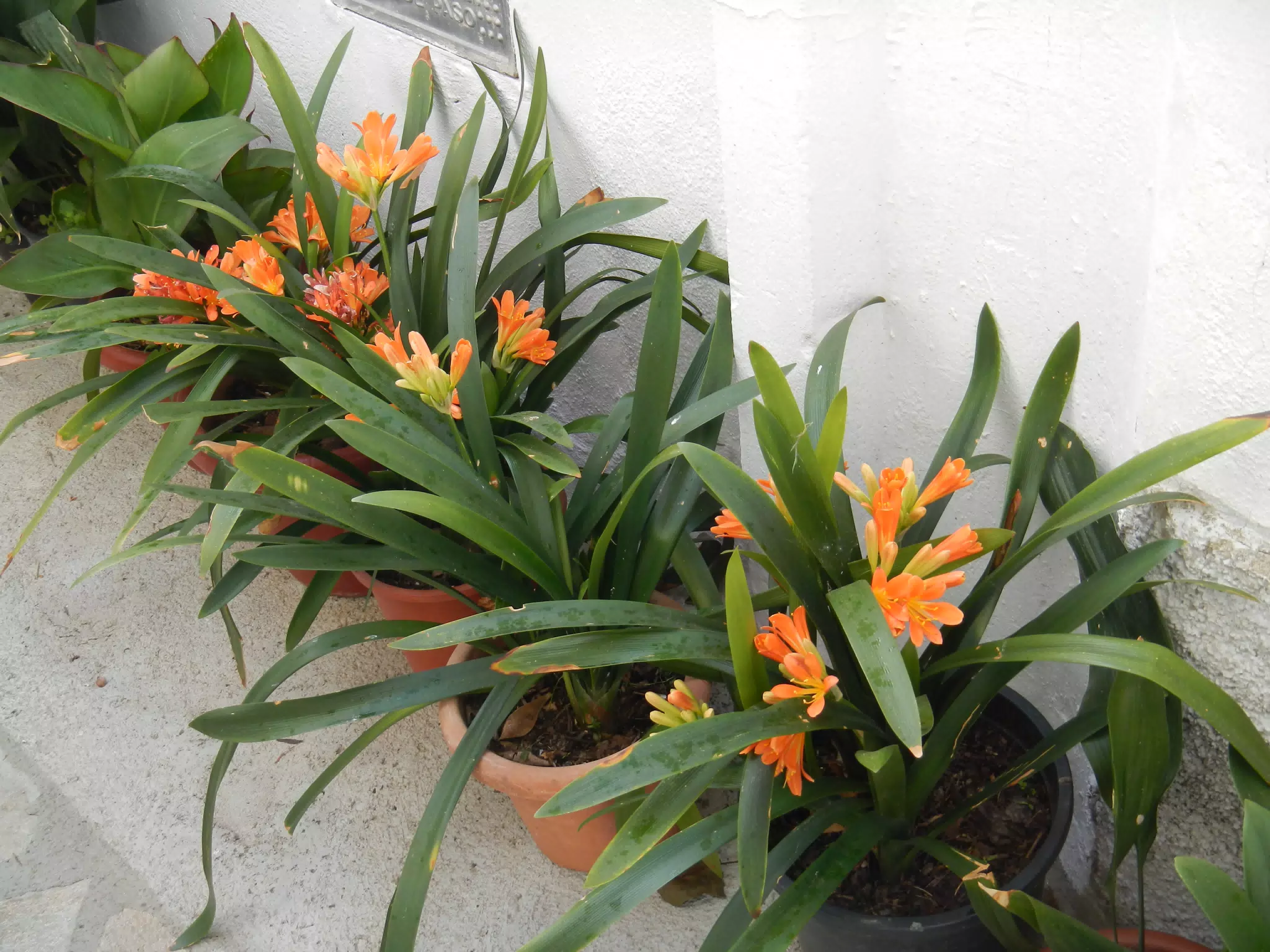Flowers on Our Walk
