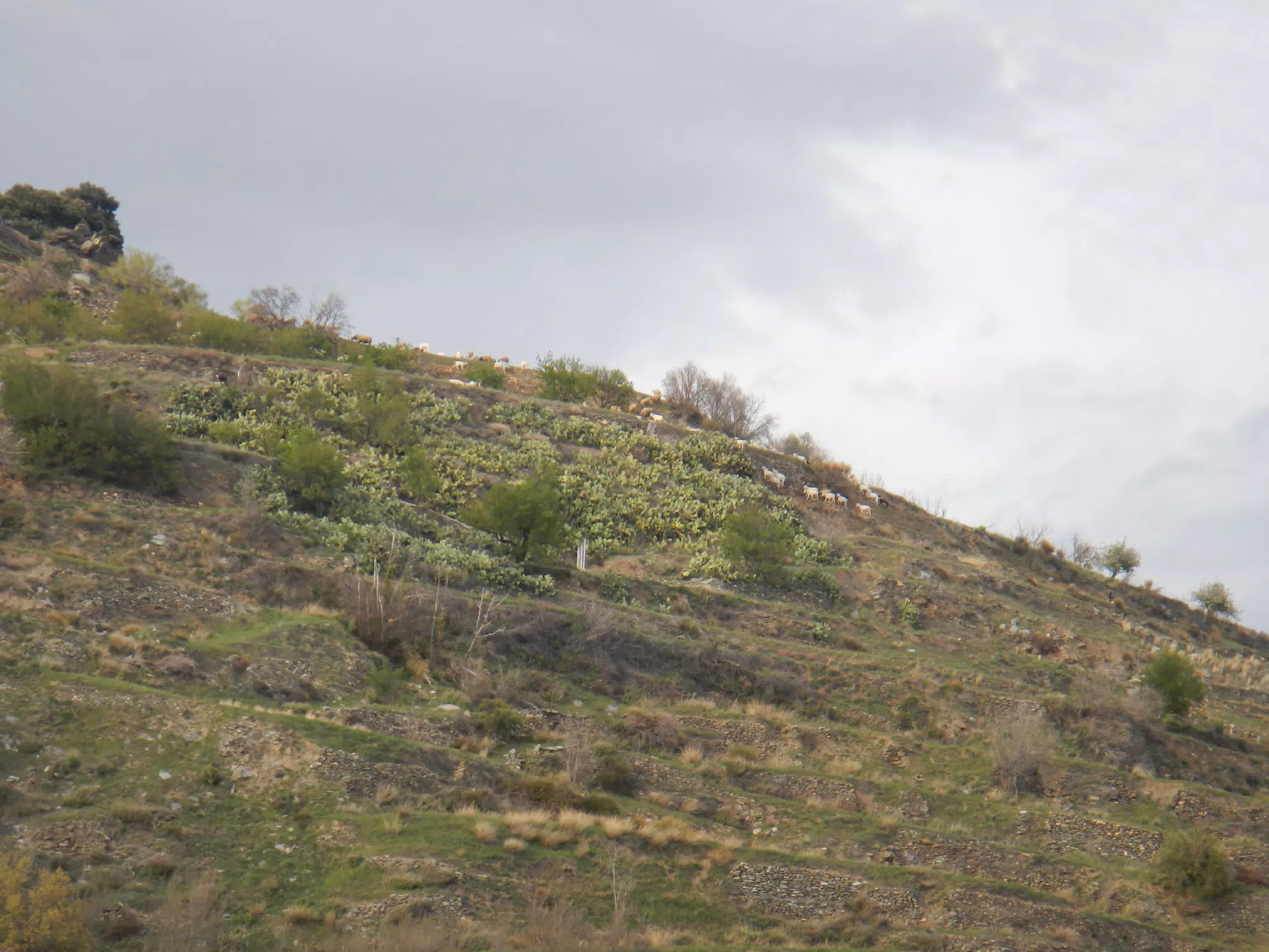 Goats on the Hill