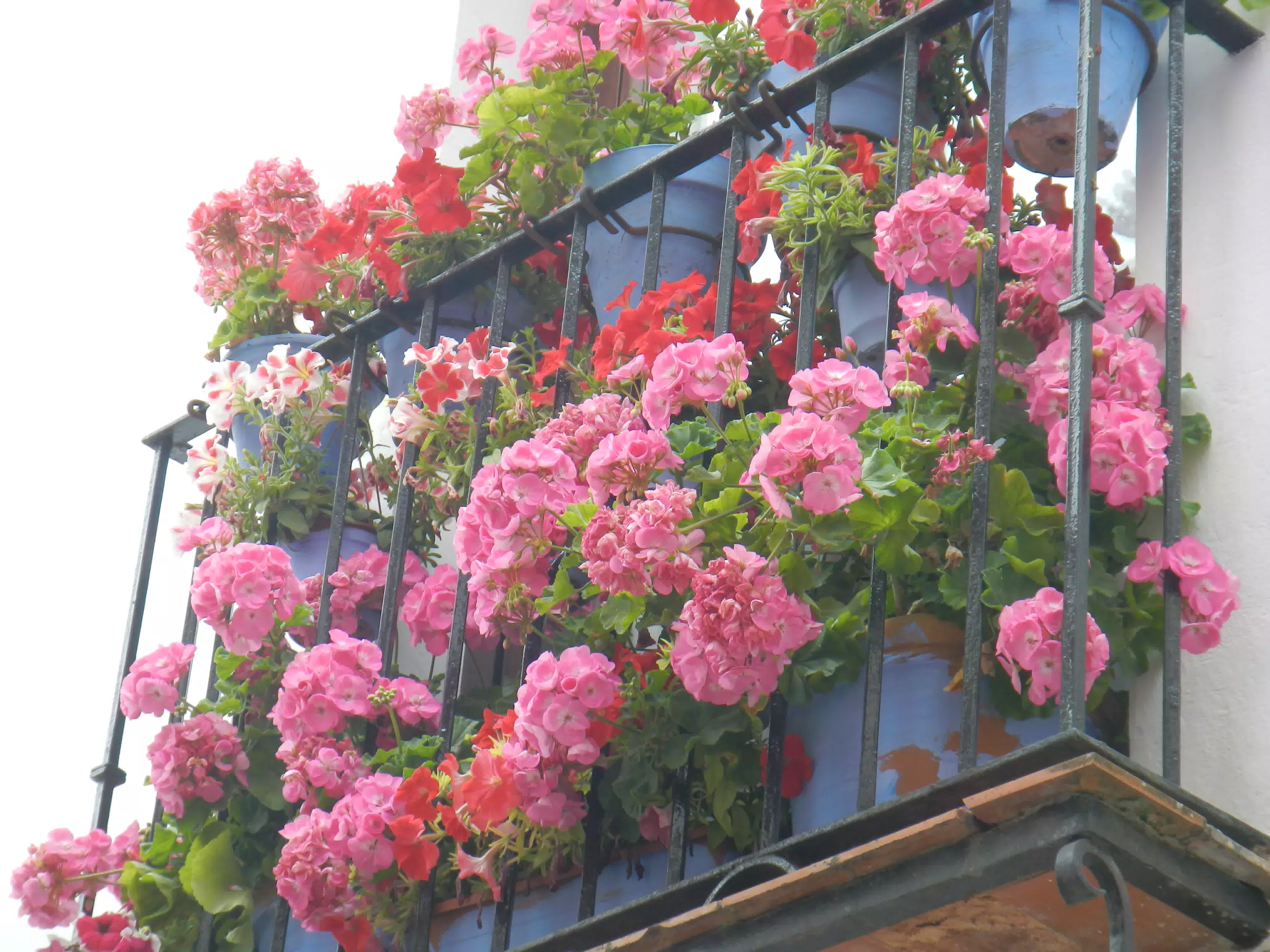 Flowers in Cordoba Window
