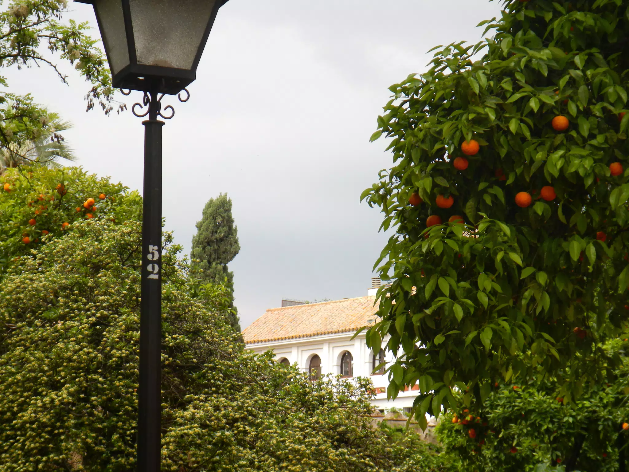 Orange Tree in the Alcazar Gardens
