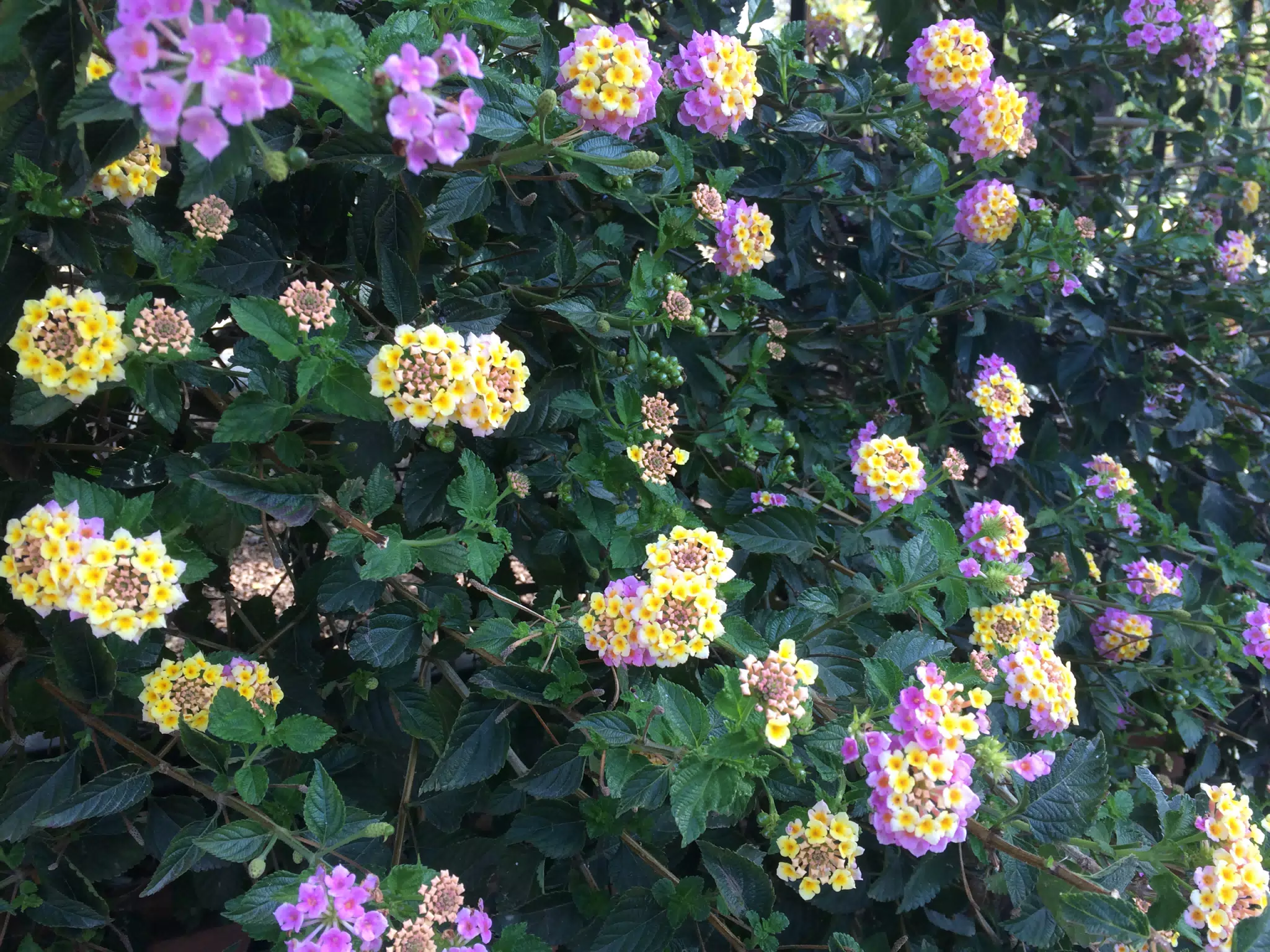 Flowers in Sevilla