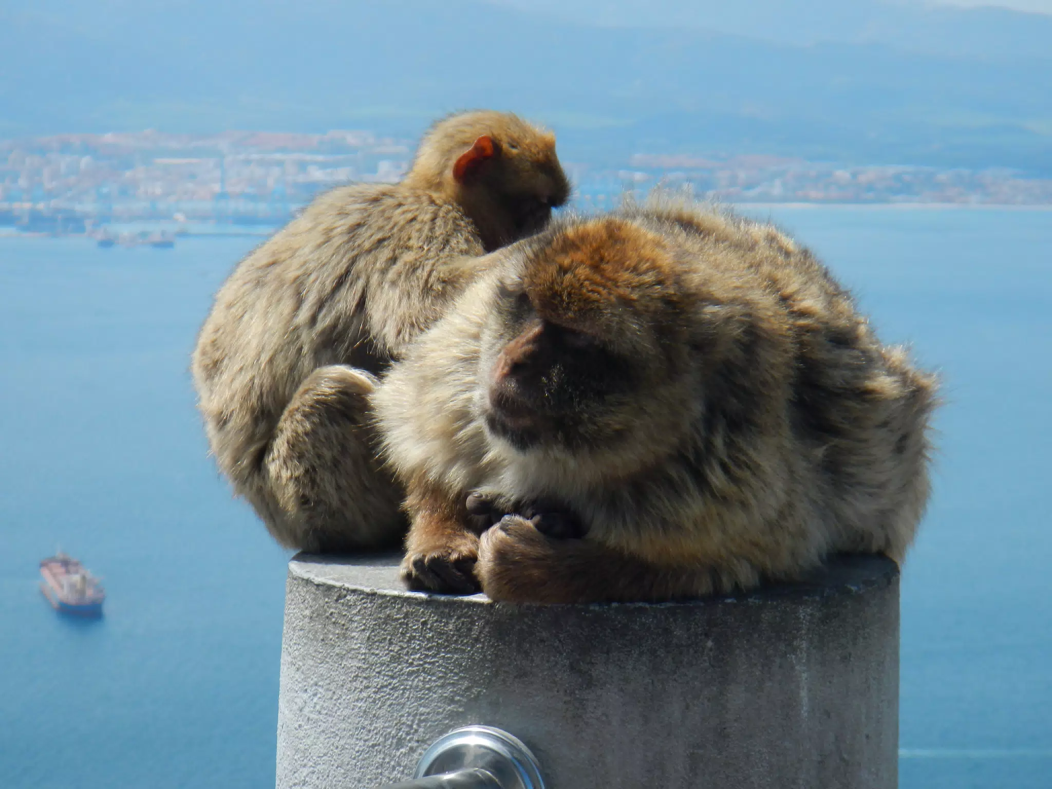 Monkeys Grooming on Gibraltar
