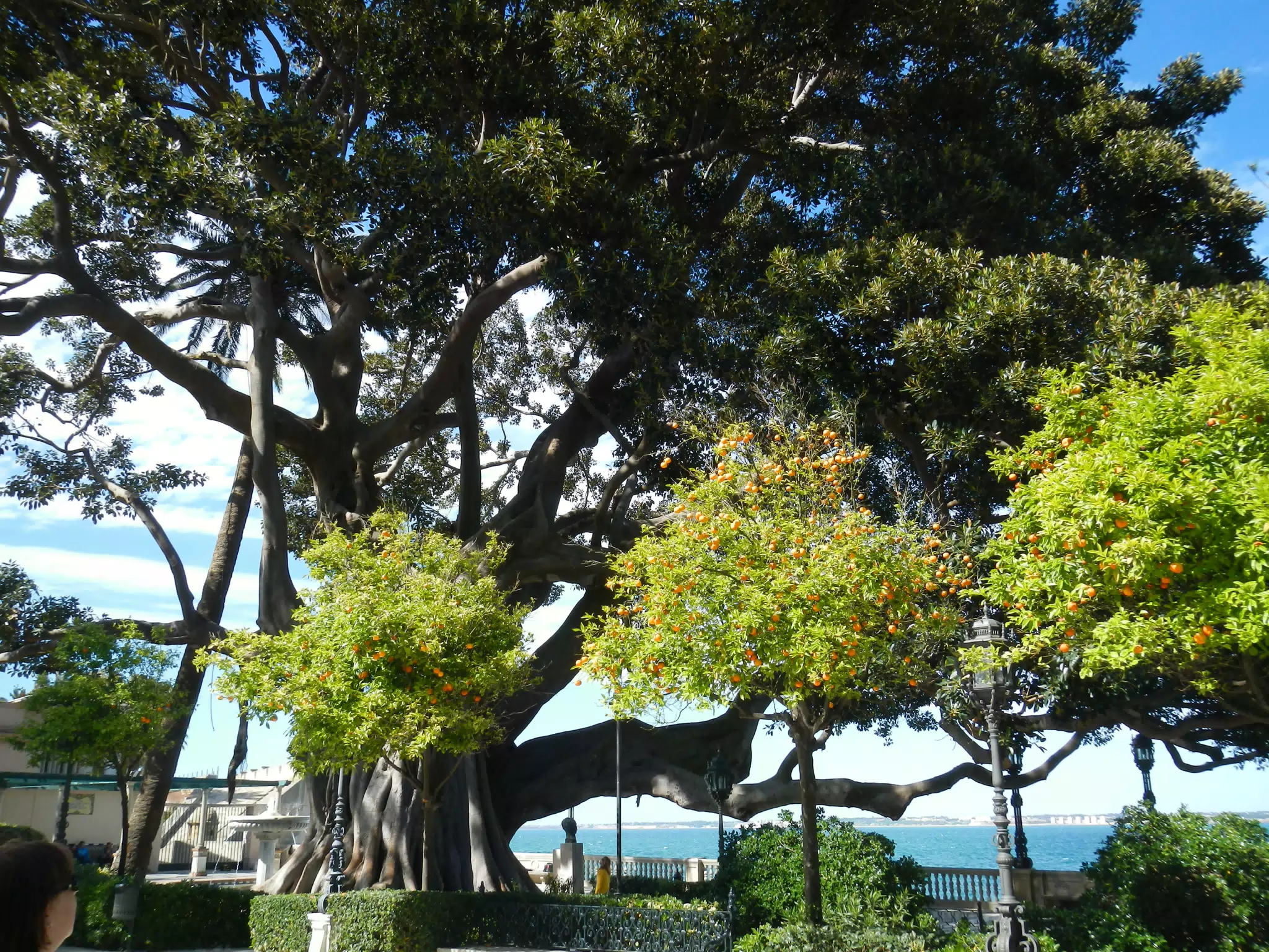 Giant Tree in the Alameda