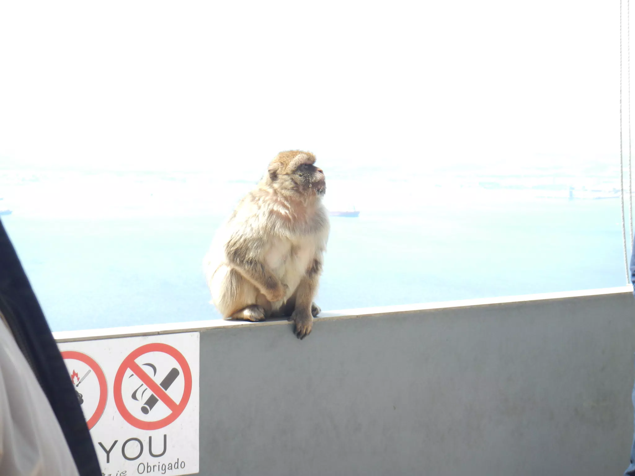Gibraltar Ape