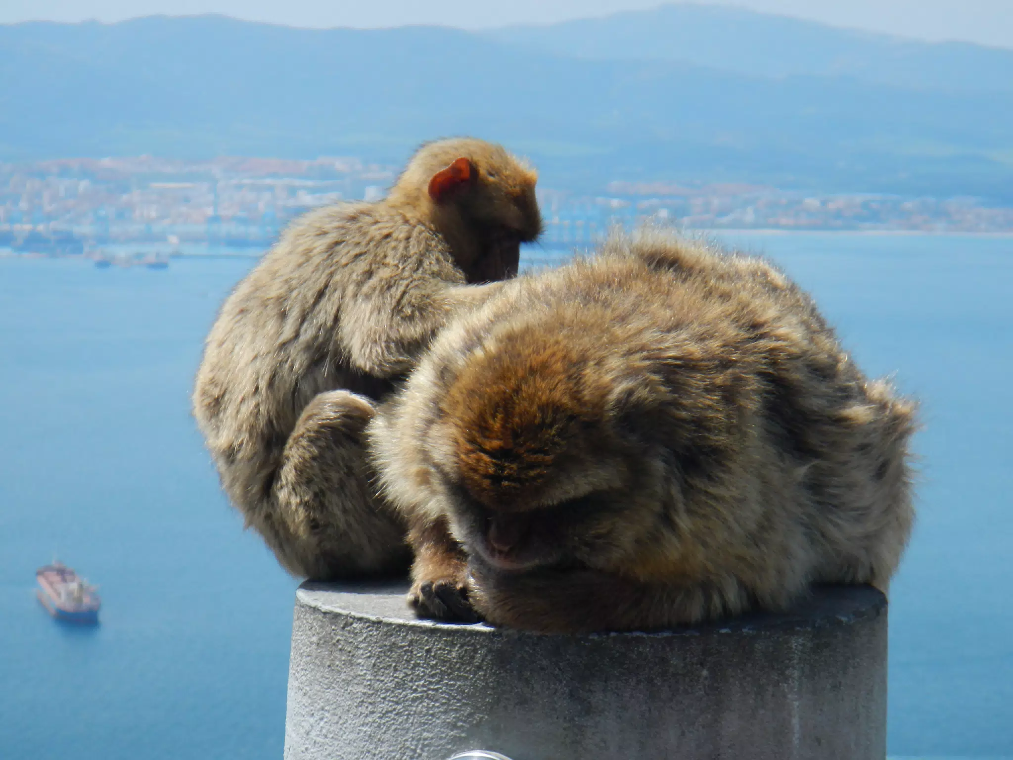 Monkeys Grooming on Gibraltar