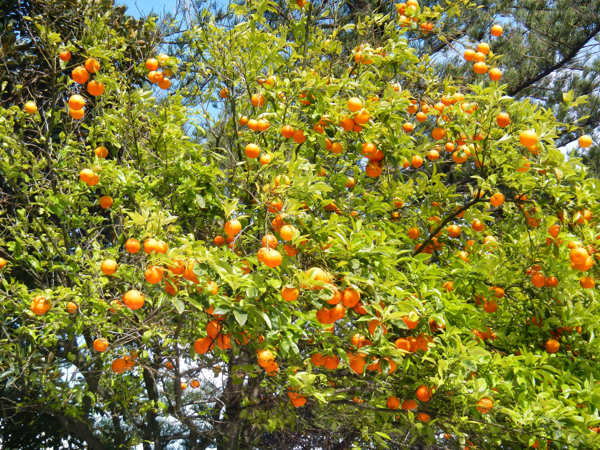 Orange Tree in the Alameda