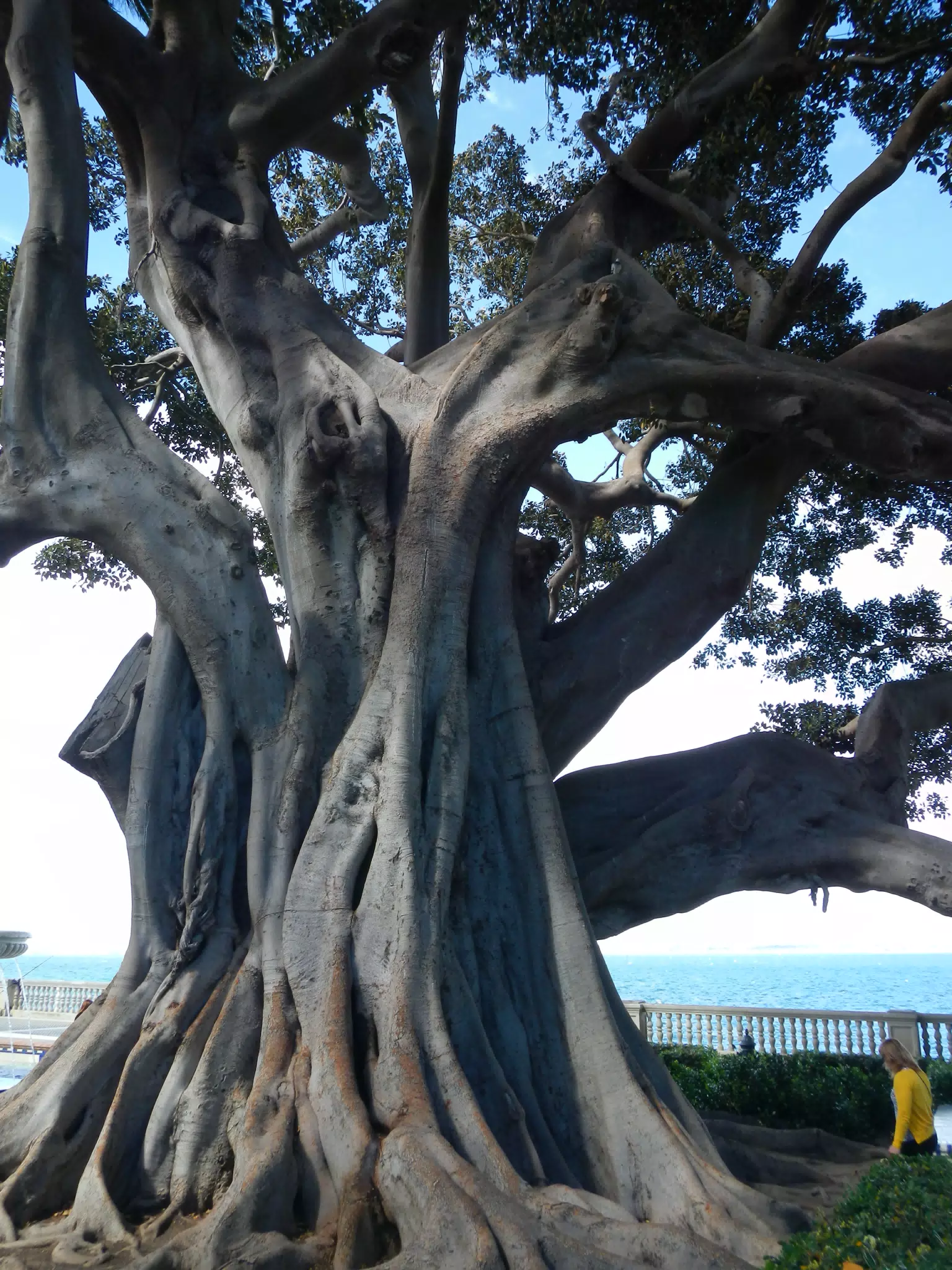 Big Tree in the Alameda