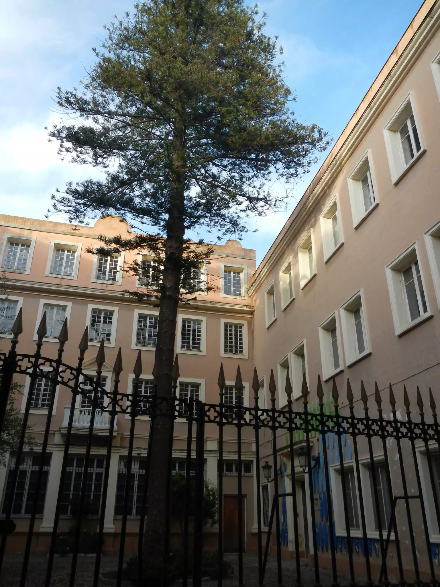 Tree in Plaza in Cádiz