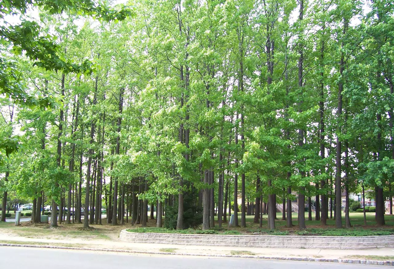 Trees in the Apartment Complex in North Brunswick, NJ