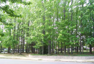 Trees in the Apartment Complex in North Brunswick, NJ