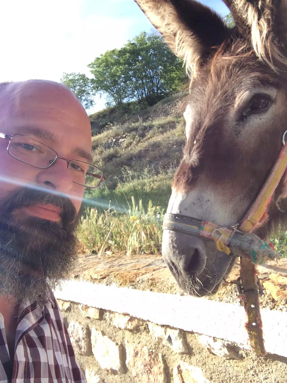 Local Donkey in Cáñar
