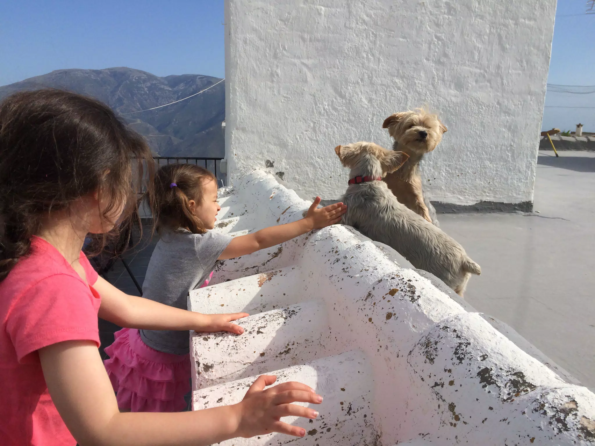 Doggies on the Roof