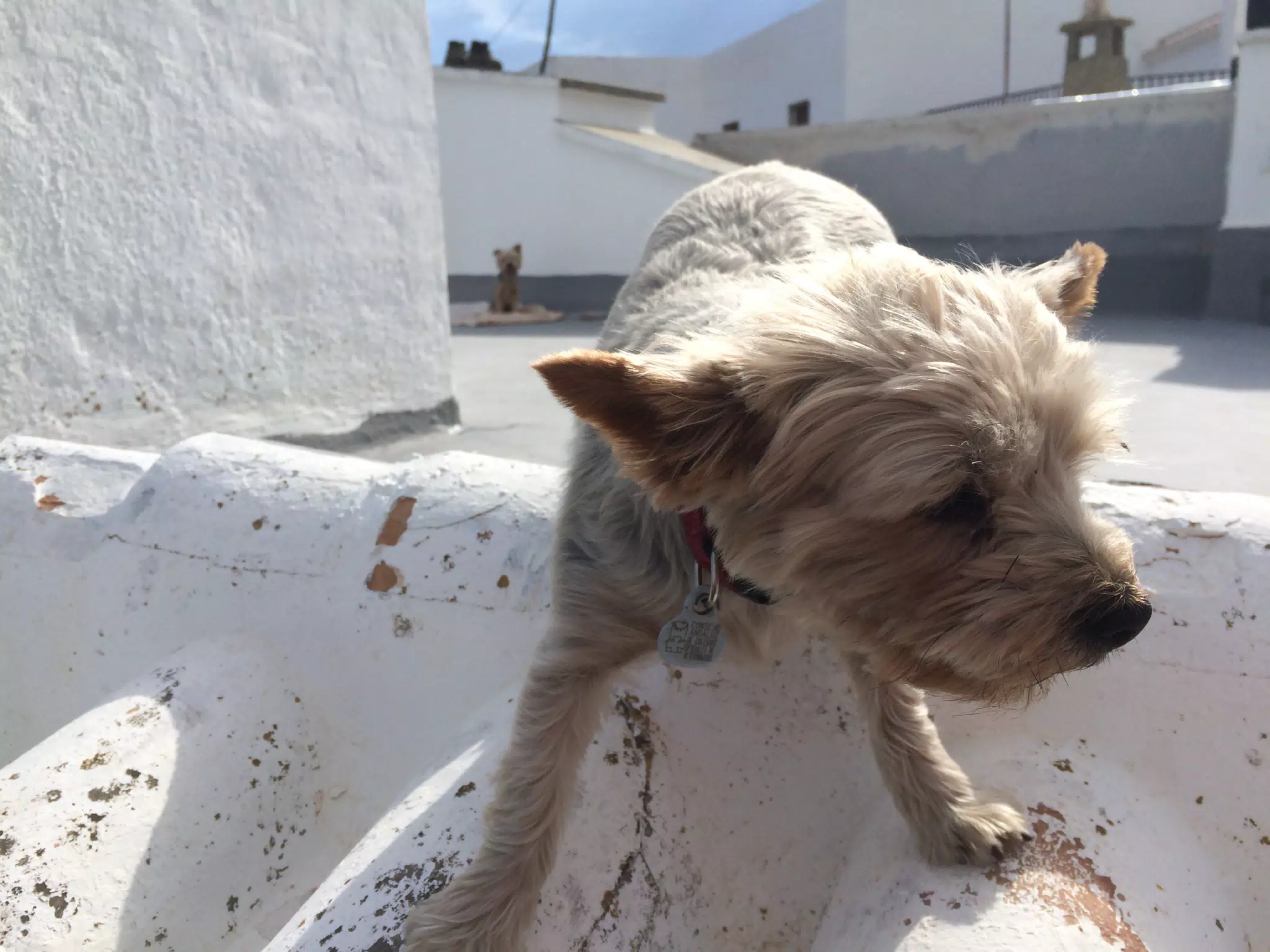 Doggies on the Roof