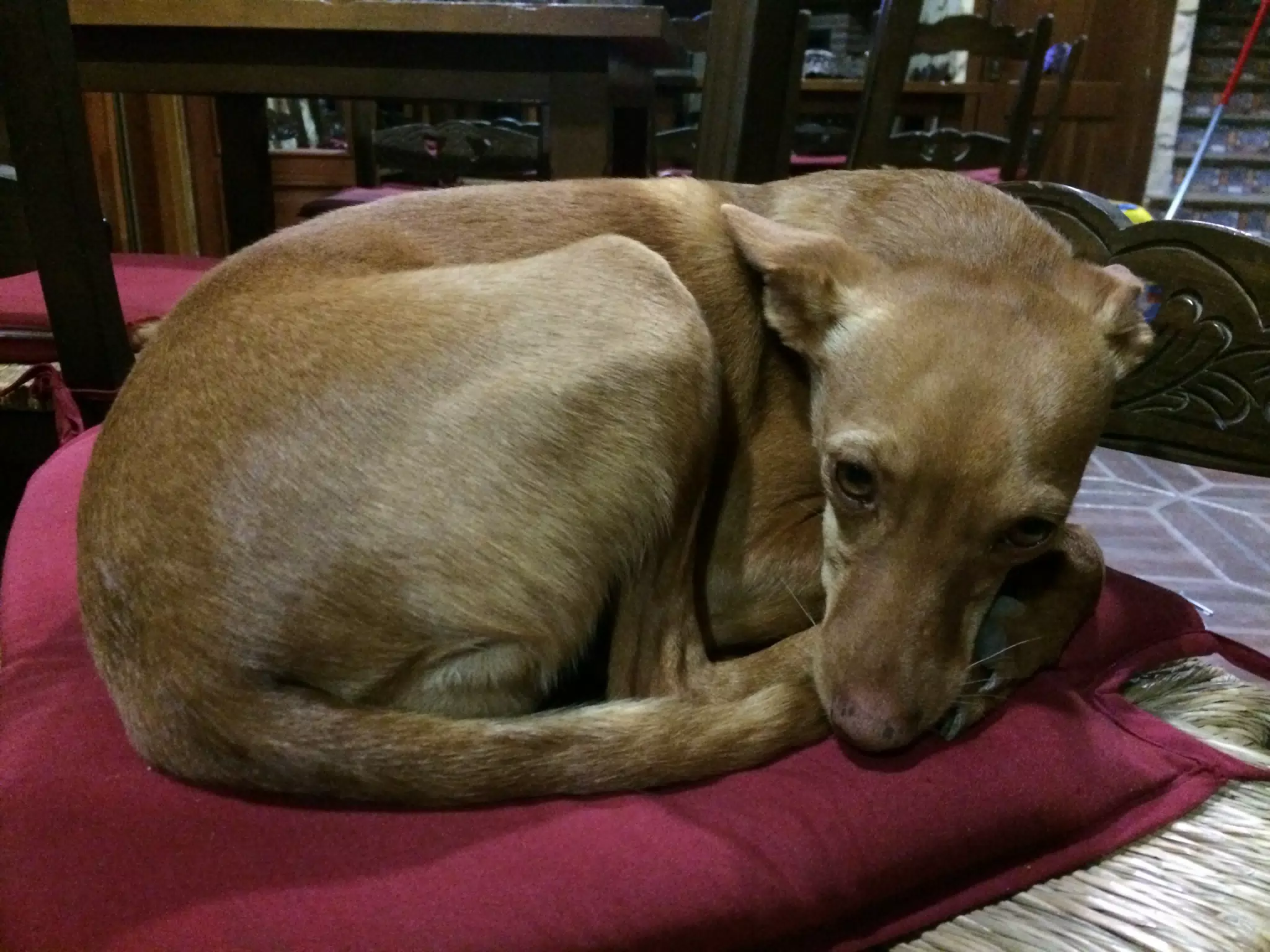 Local Bar Dog